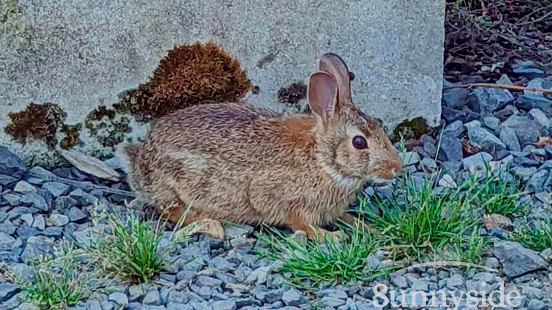 Silly Rabbits, Those Plants Are For ME!