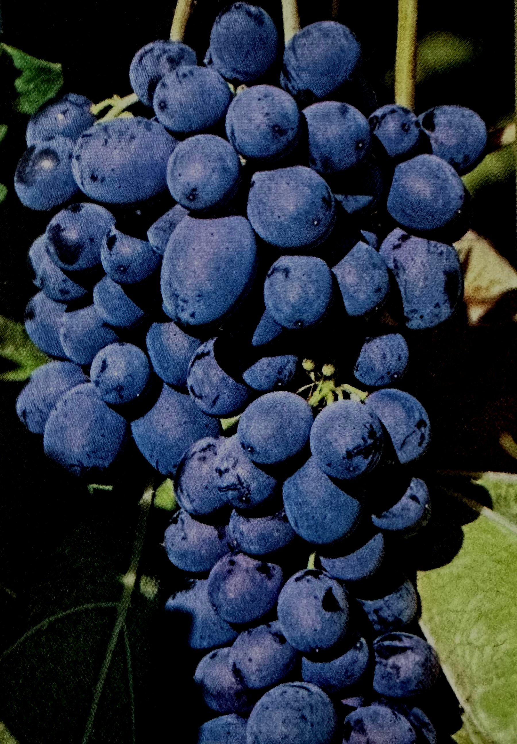 Grapes — Sunnyside Nursery