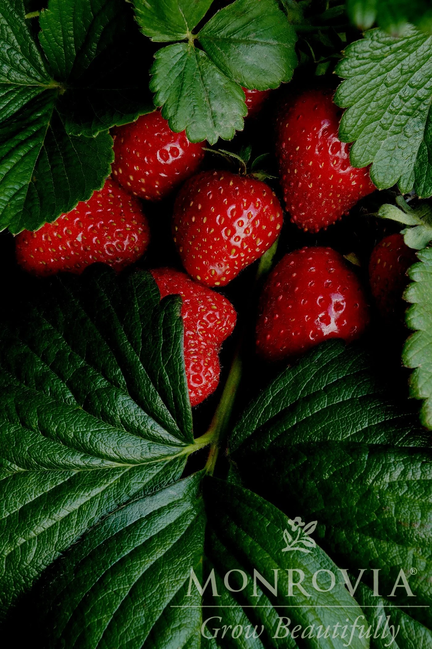 Strawberry+Seascape+-+Monrovia+GG.jpg