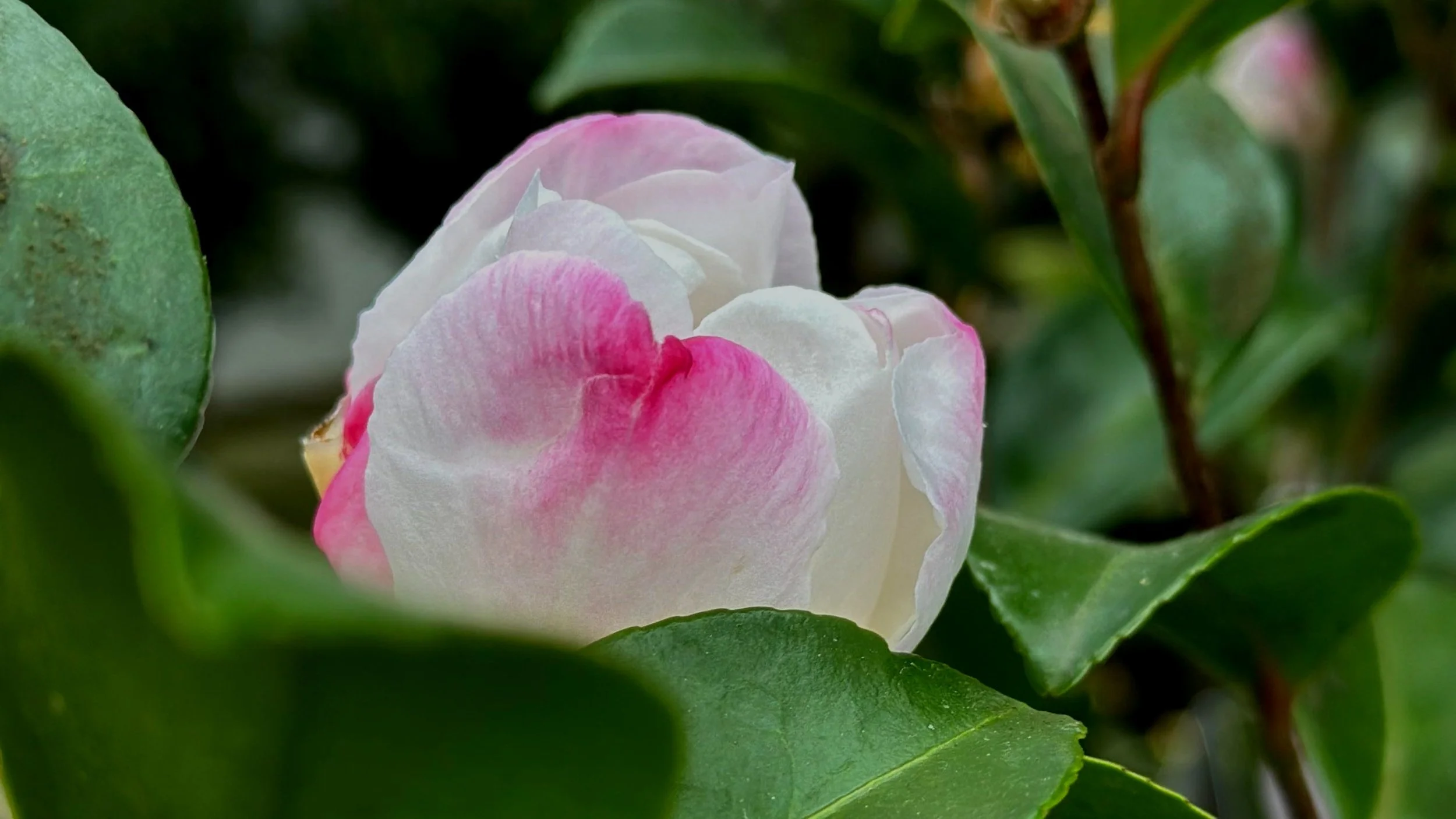 January In The Garden