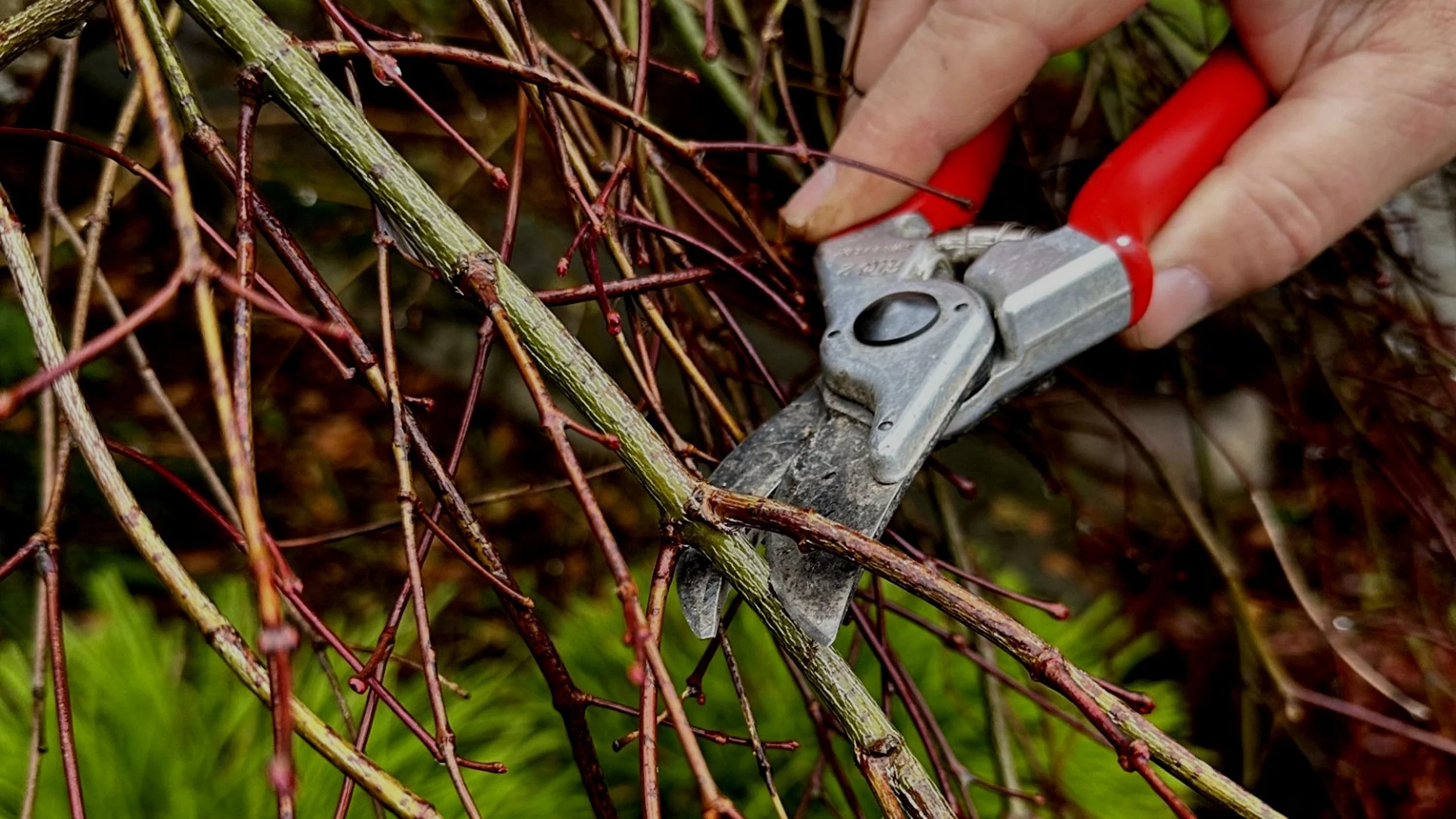 The Good, the Bad and the Ugly – Proper Pruning in Winter Part One