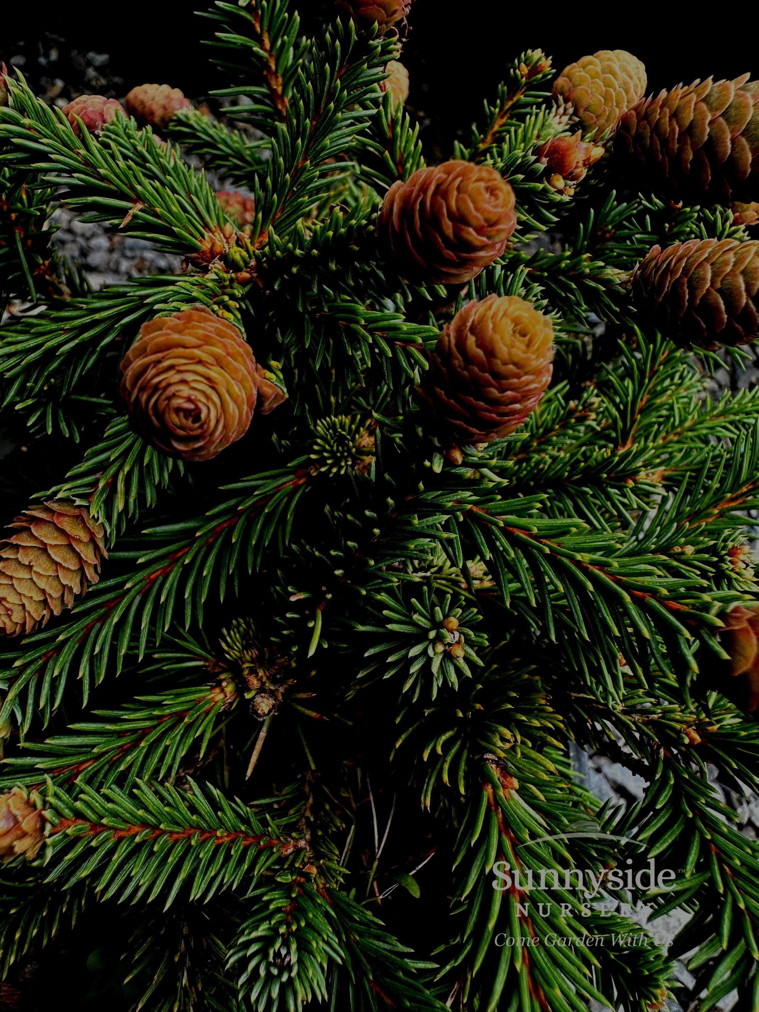 WM%2BPicea%2Babies%2B%25E2%2580%2598Pusch%2527%2B-%2BSS.jpg