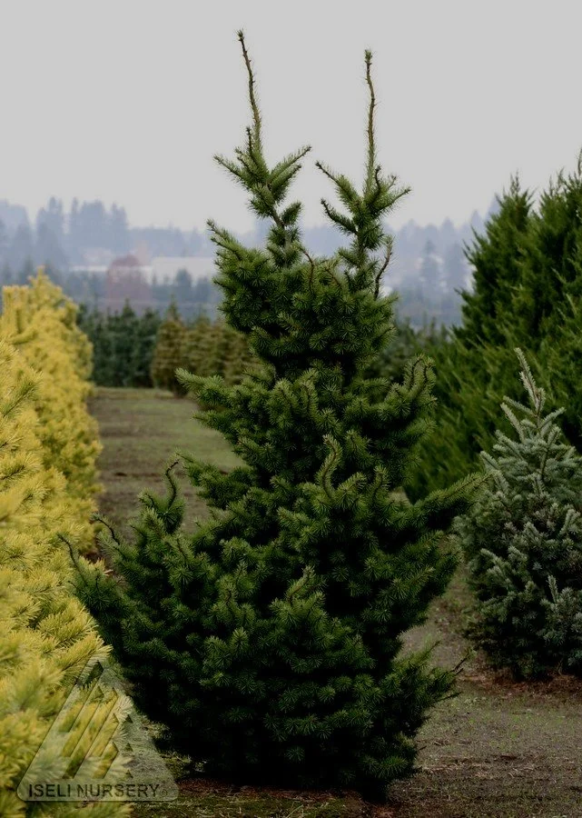 Pseudotsuga+menziesii+%27Waggin+Tails%27+-+Iseli.jpg