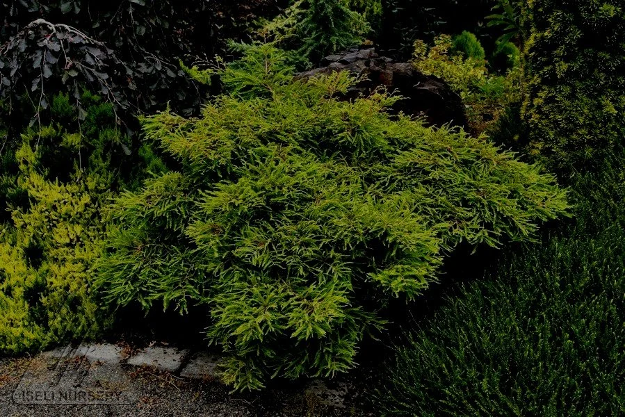 Taxodium%2Bdistichum%2BSecrest%2B-%2BIseli.jpg