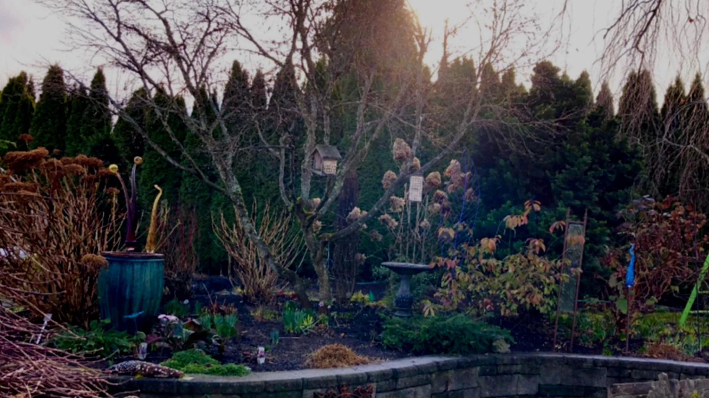 The Good, the Bad and the Ugly – Proper Pruning in Winter Part Two