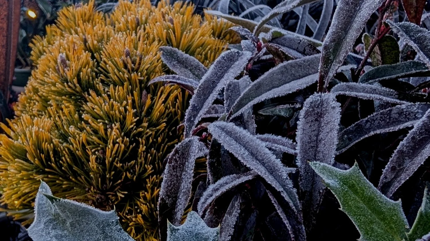 How to Cut Back Shrubs in Late Winter: Expert Tips for Success