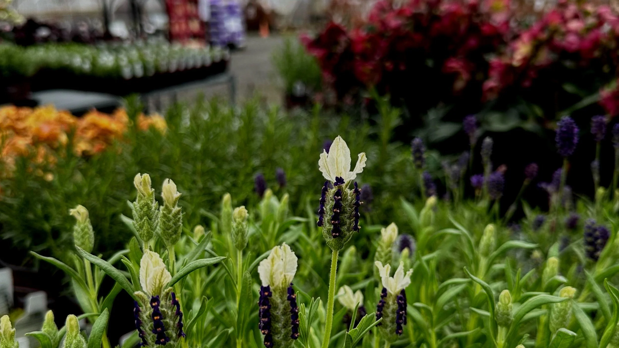 Early Almost Spring Perennial Color