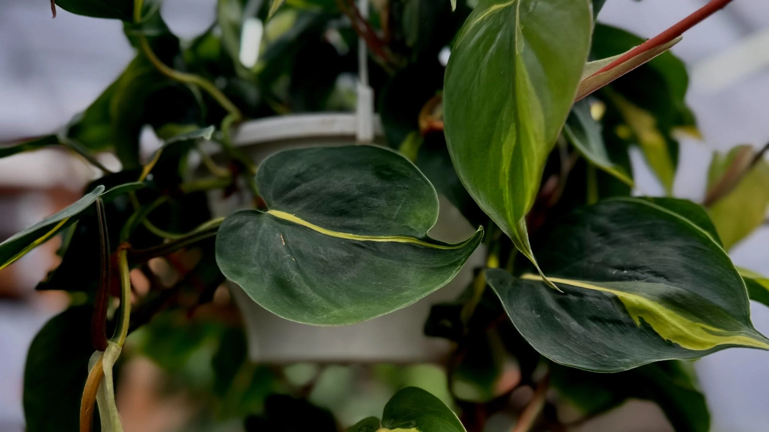 Going Vertical With Houseplants