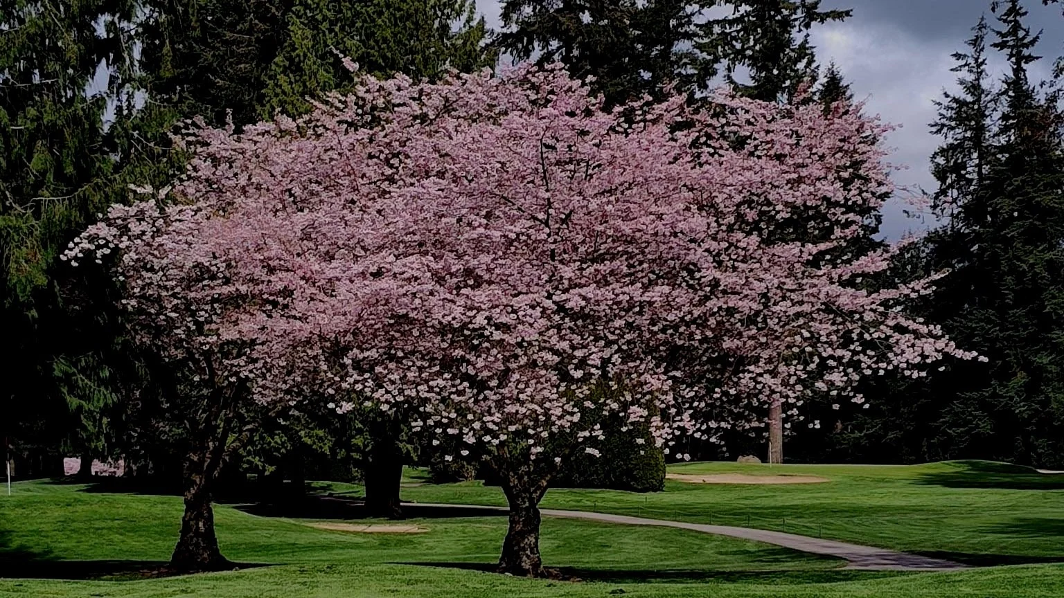 Flowering Trees – The Cherry