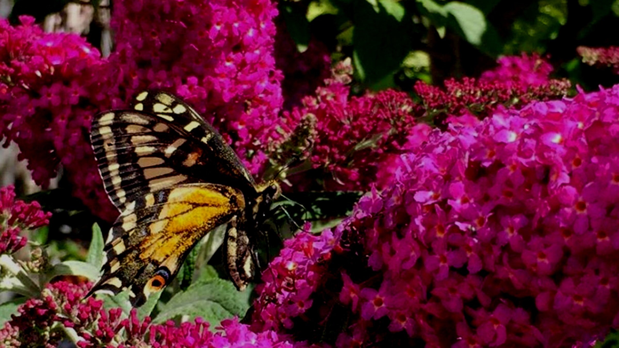 Not Your Grandma’s Butterfly Bushes