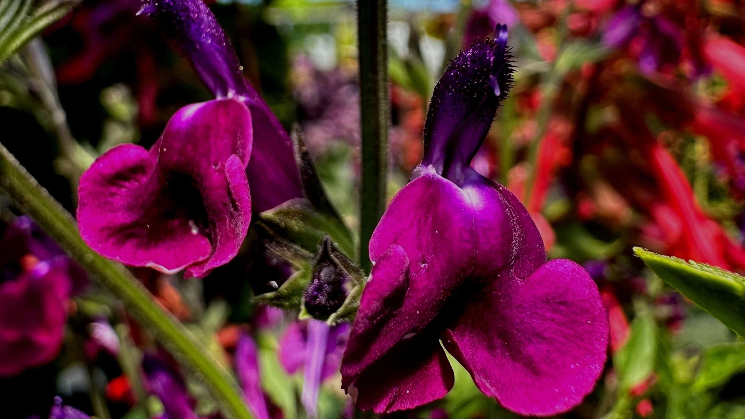 A Summer of Salvias