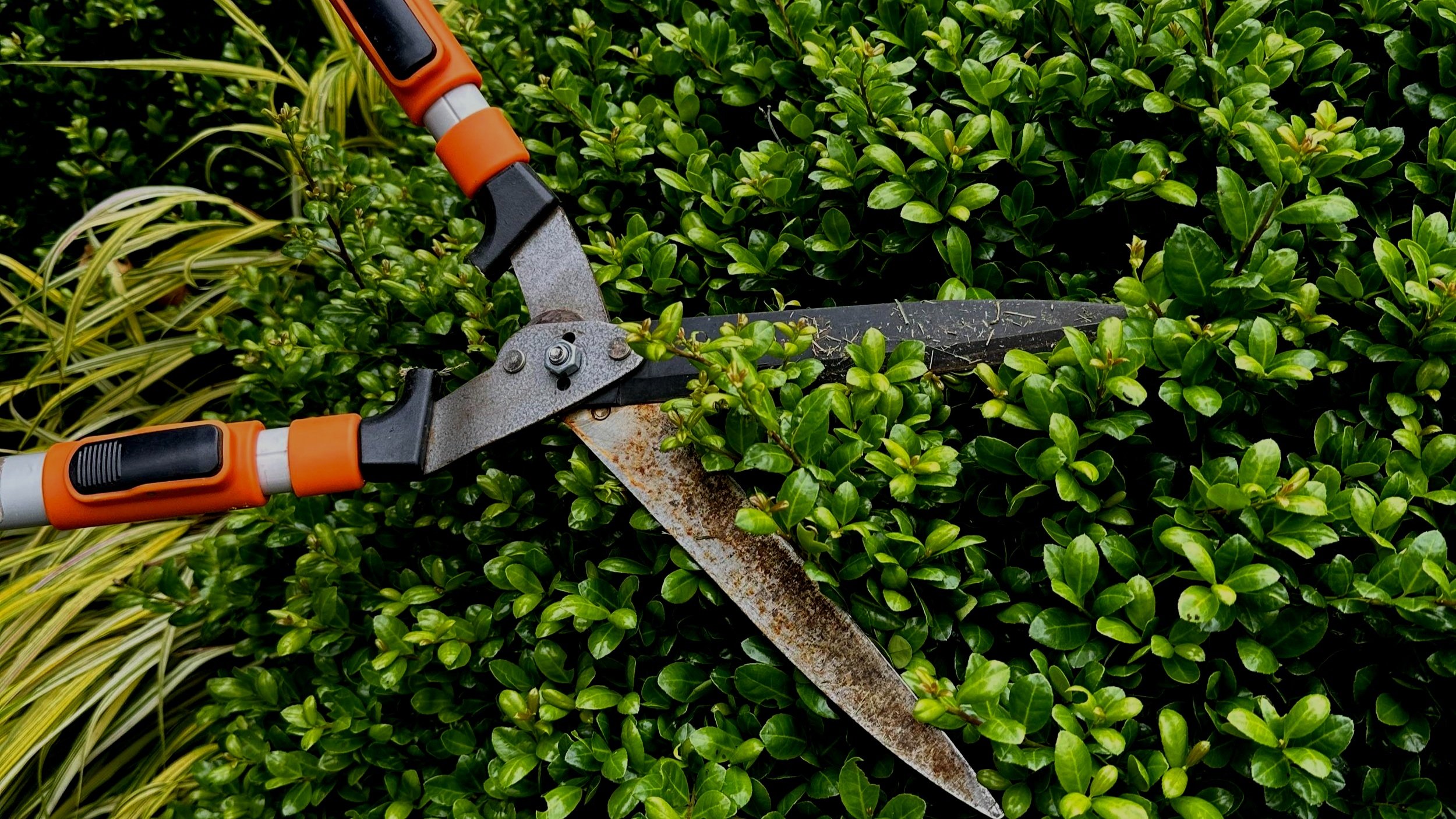 Summer Pruning
