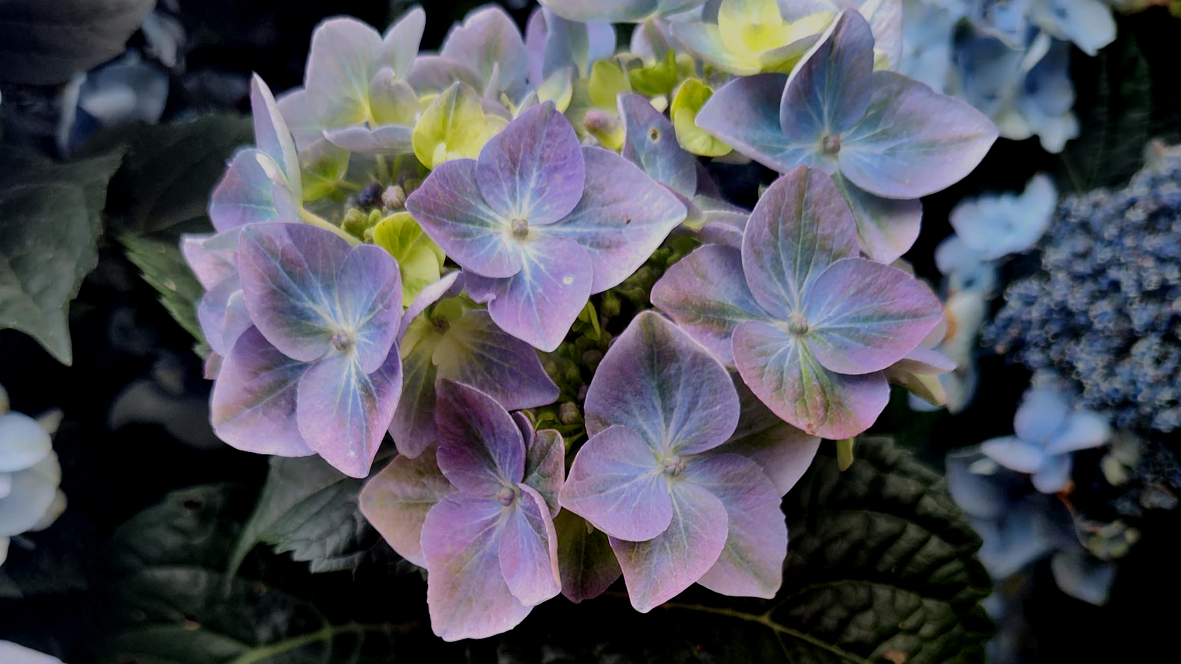 Inspiring Big-Leaved Hydrangeas