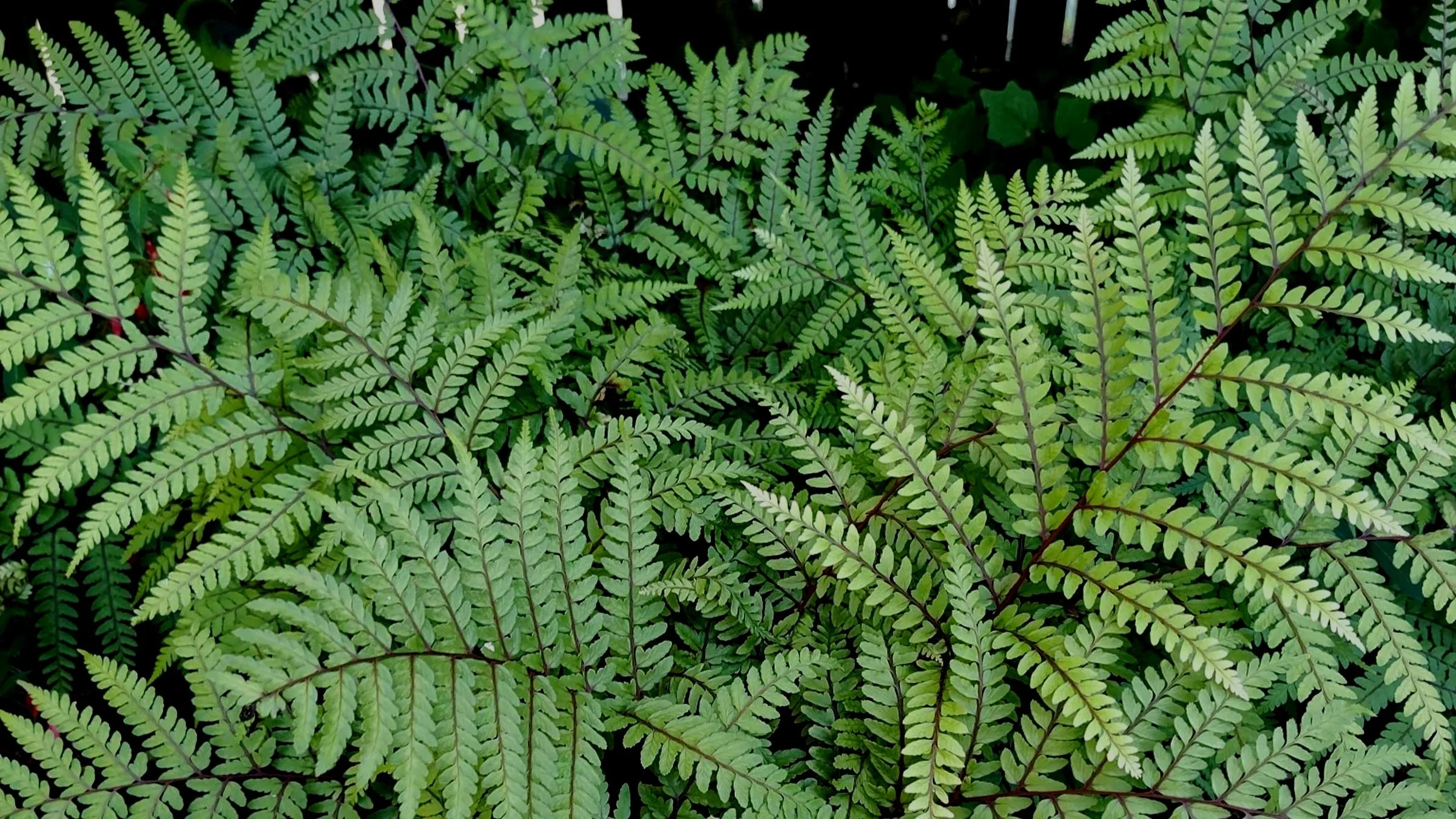 Fun with Fronds, Fiddleheads and Ferns