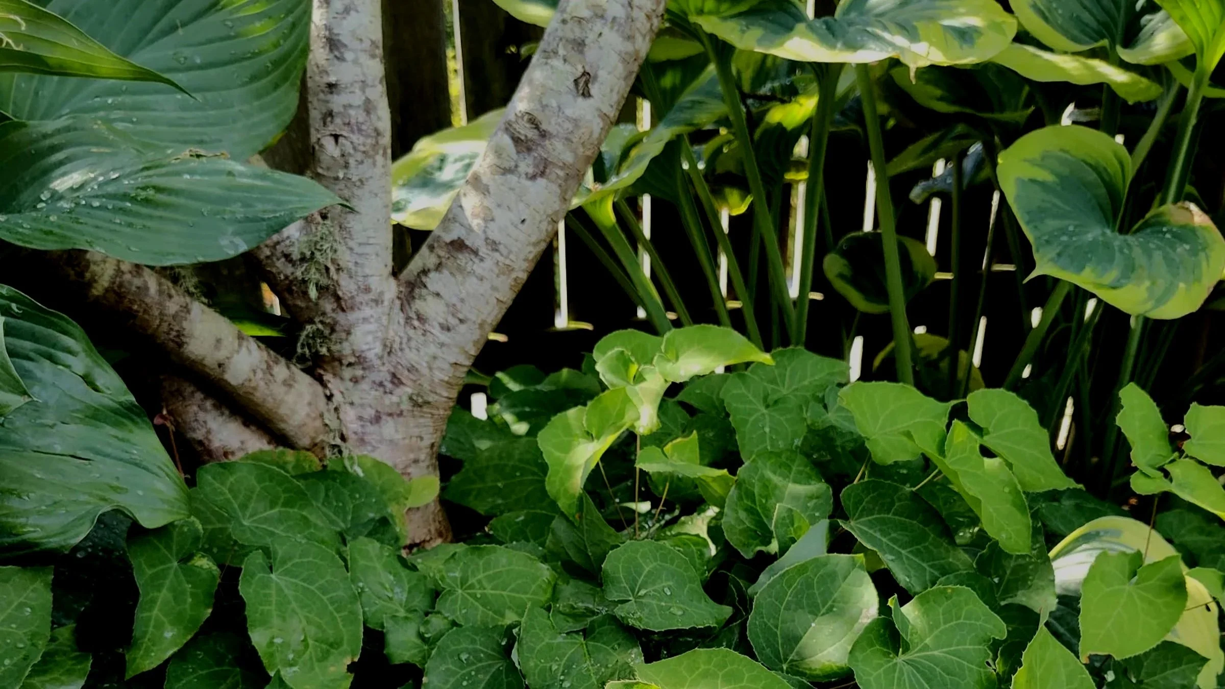 Planting In Dry Shade