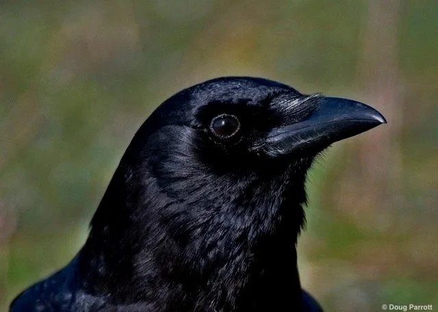 Crows: The Avian Einsteins