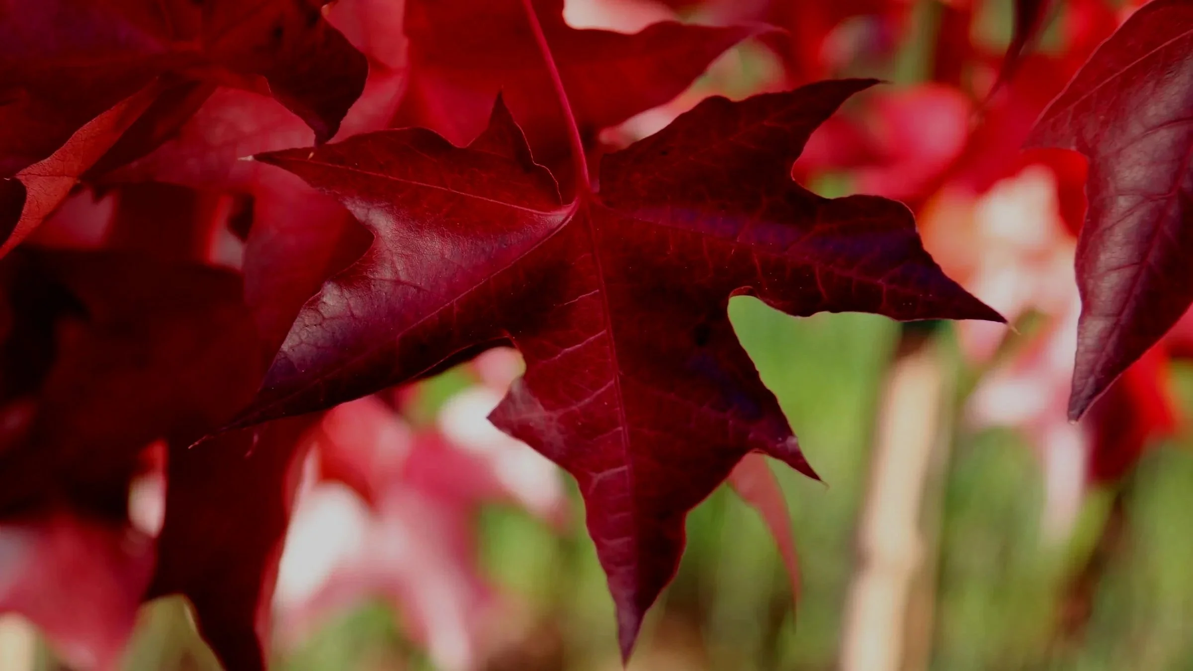 Radiant Red Maples