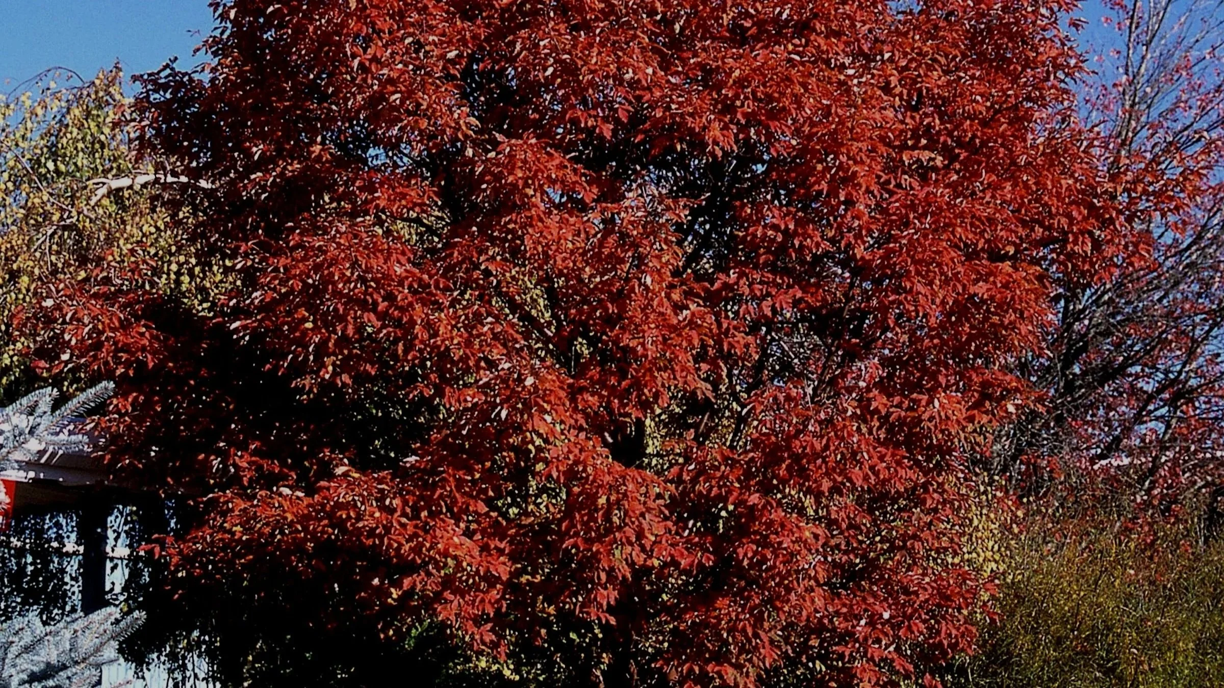 The Trilogy of Trees Continues…