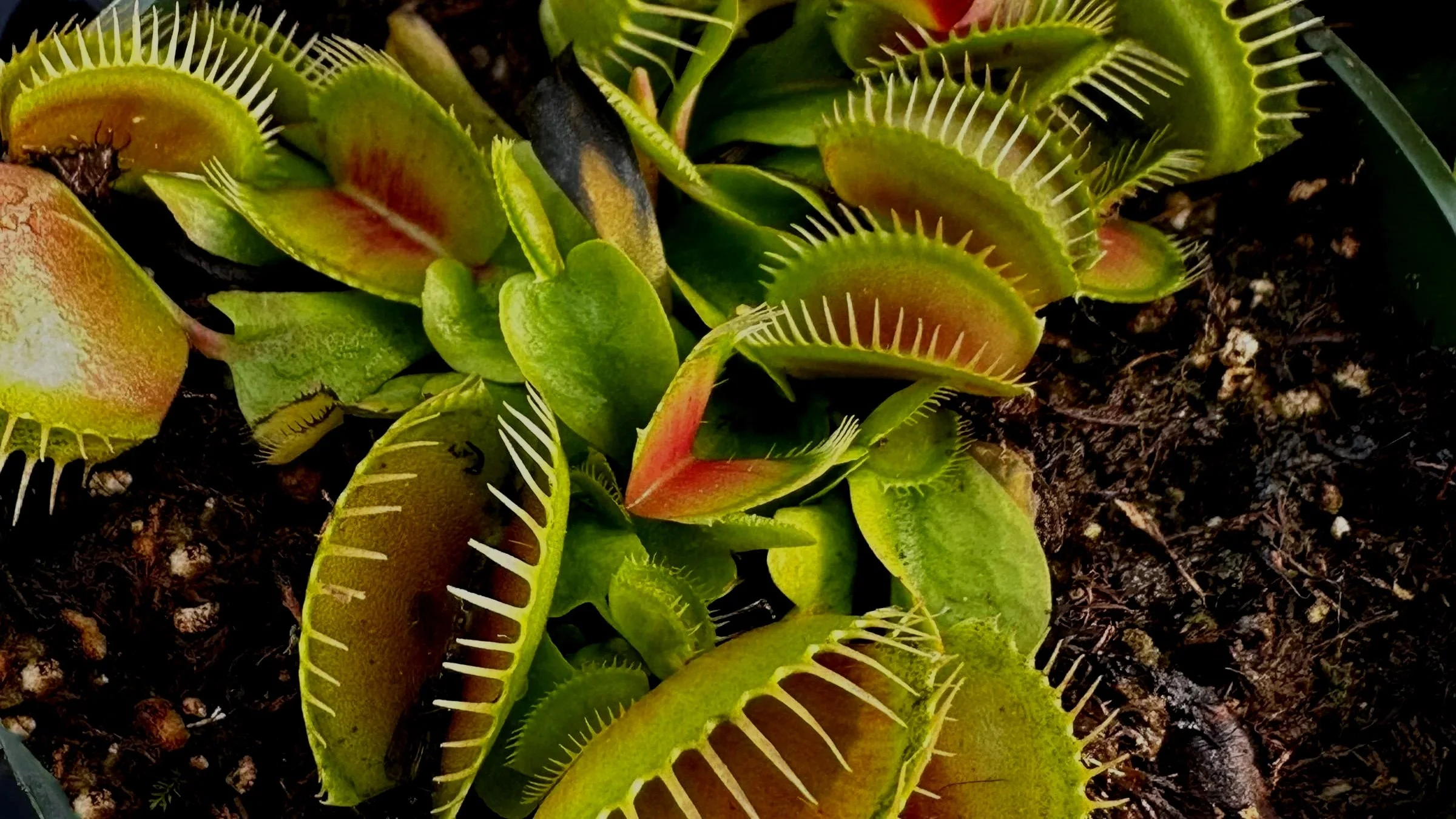 The Halloweeniest Plants Around