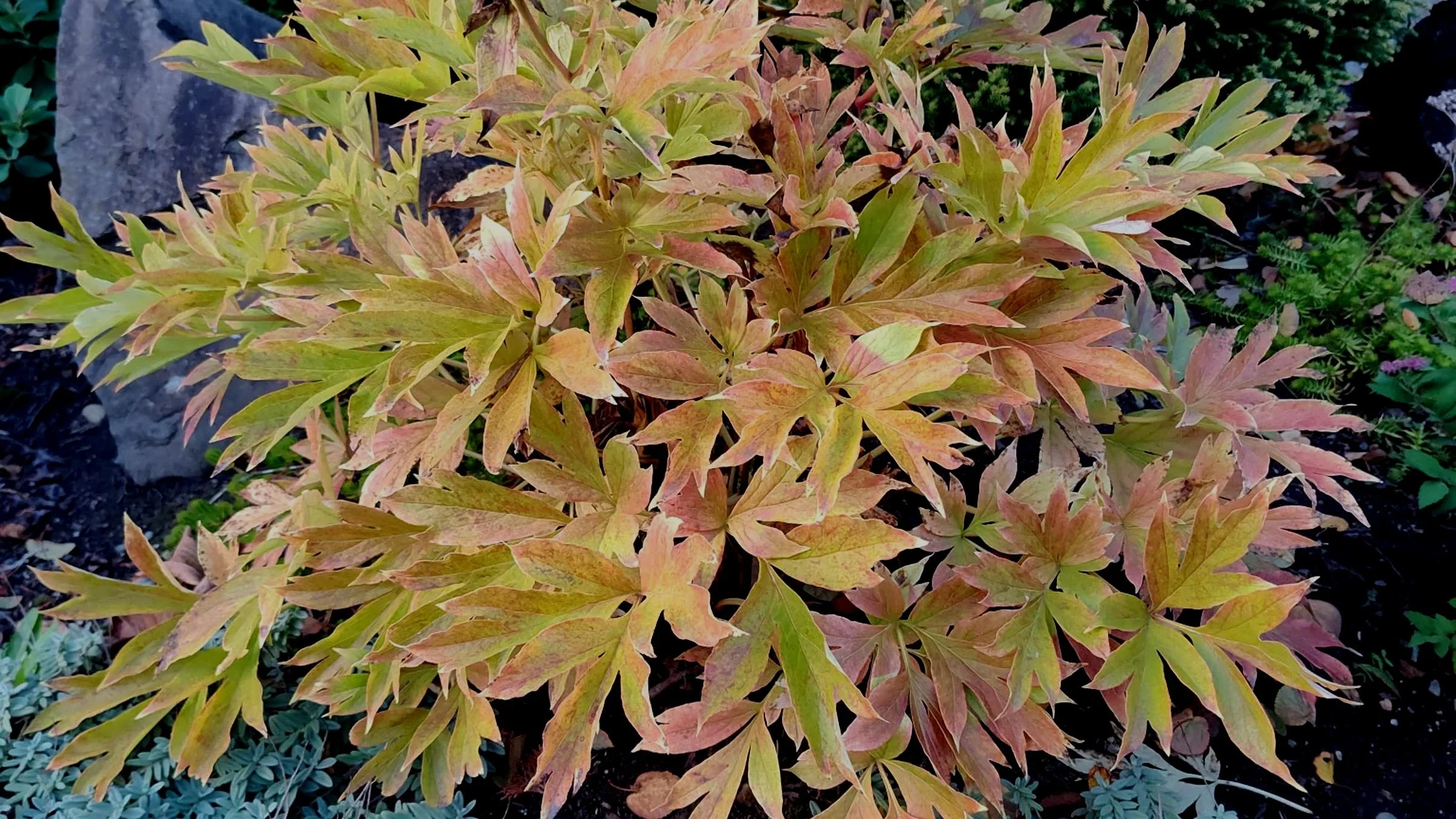 Preparing Perennials for Winter