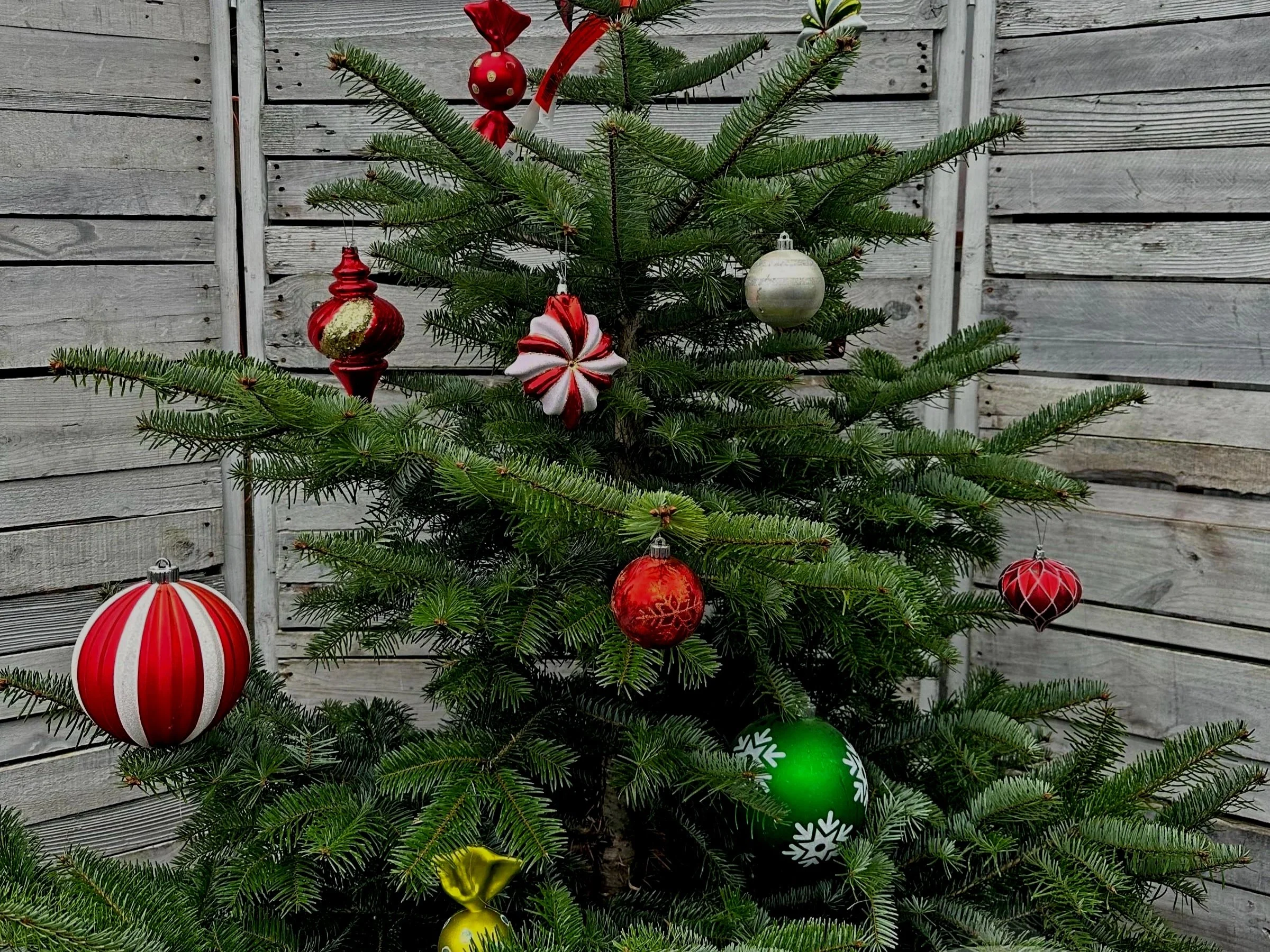 The Living Christmas Tree