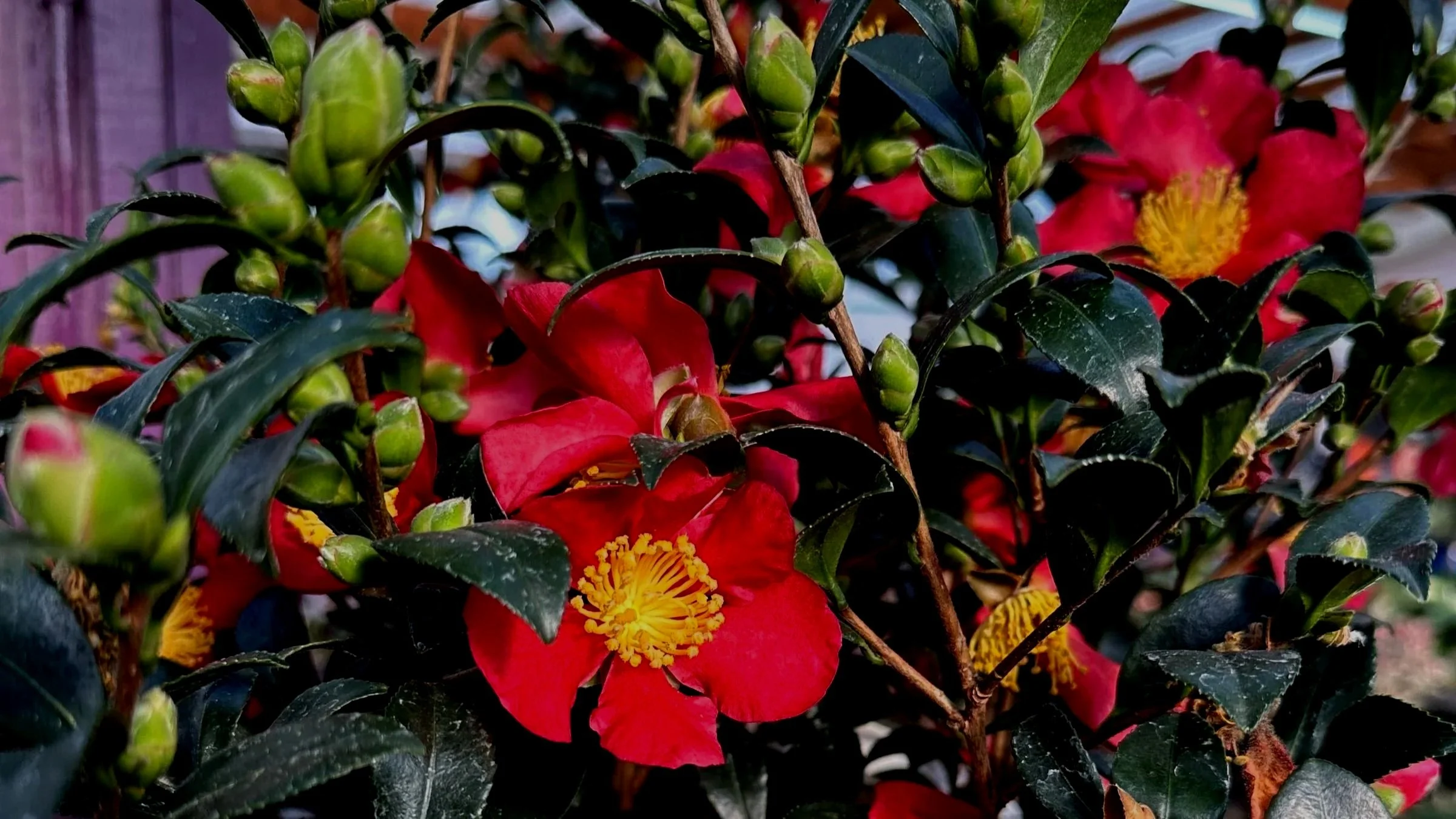 Holiday Gifts For Gardeners