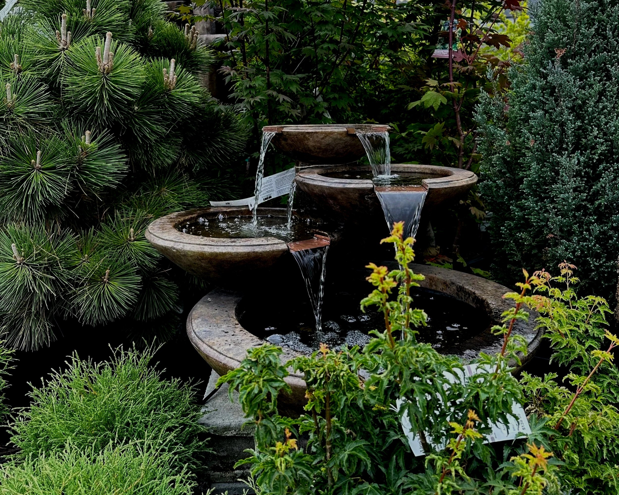 Conifers Large and Small