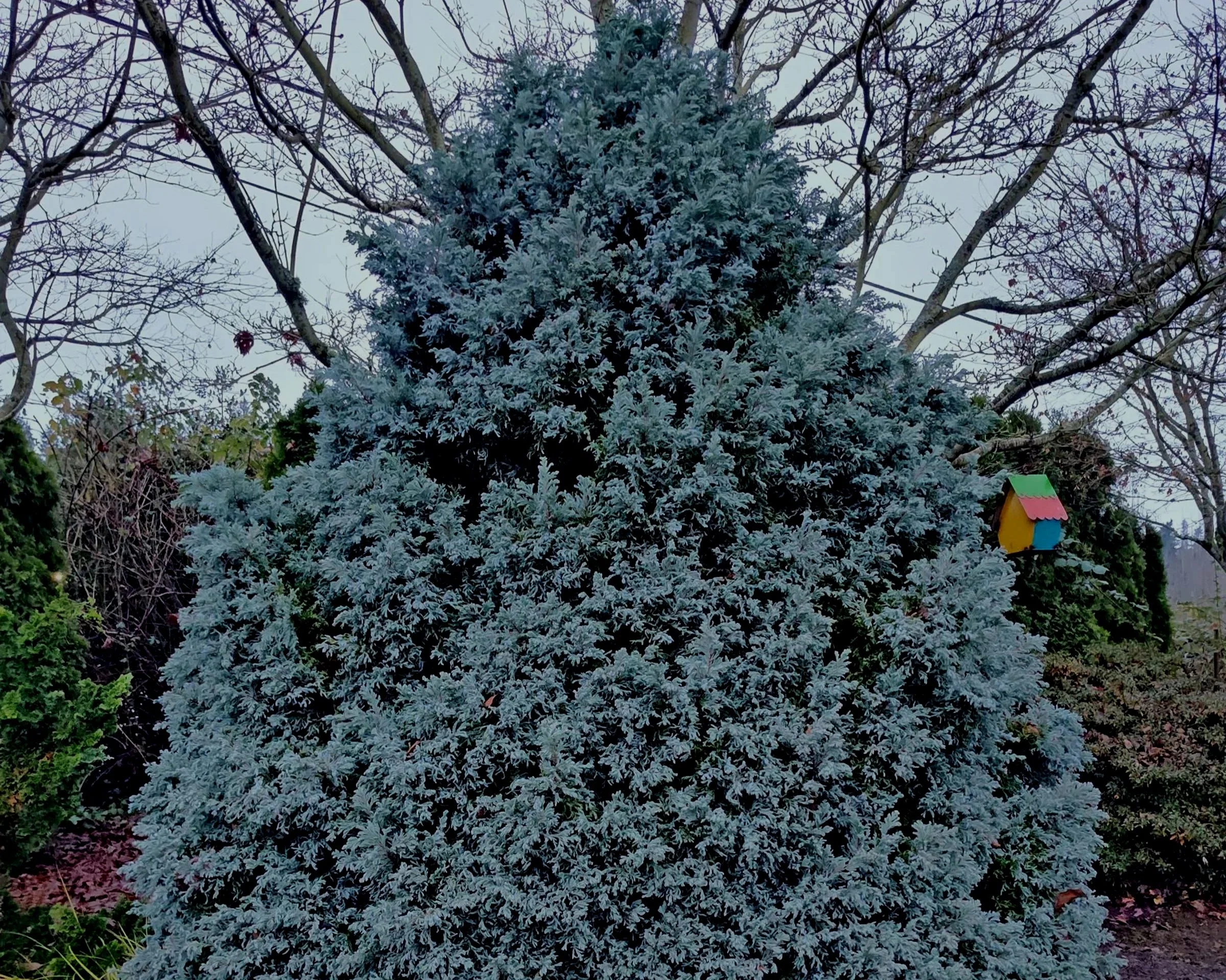 Part 2 of the Trilogy of Conifers - Beyond Blue