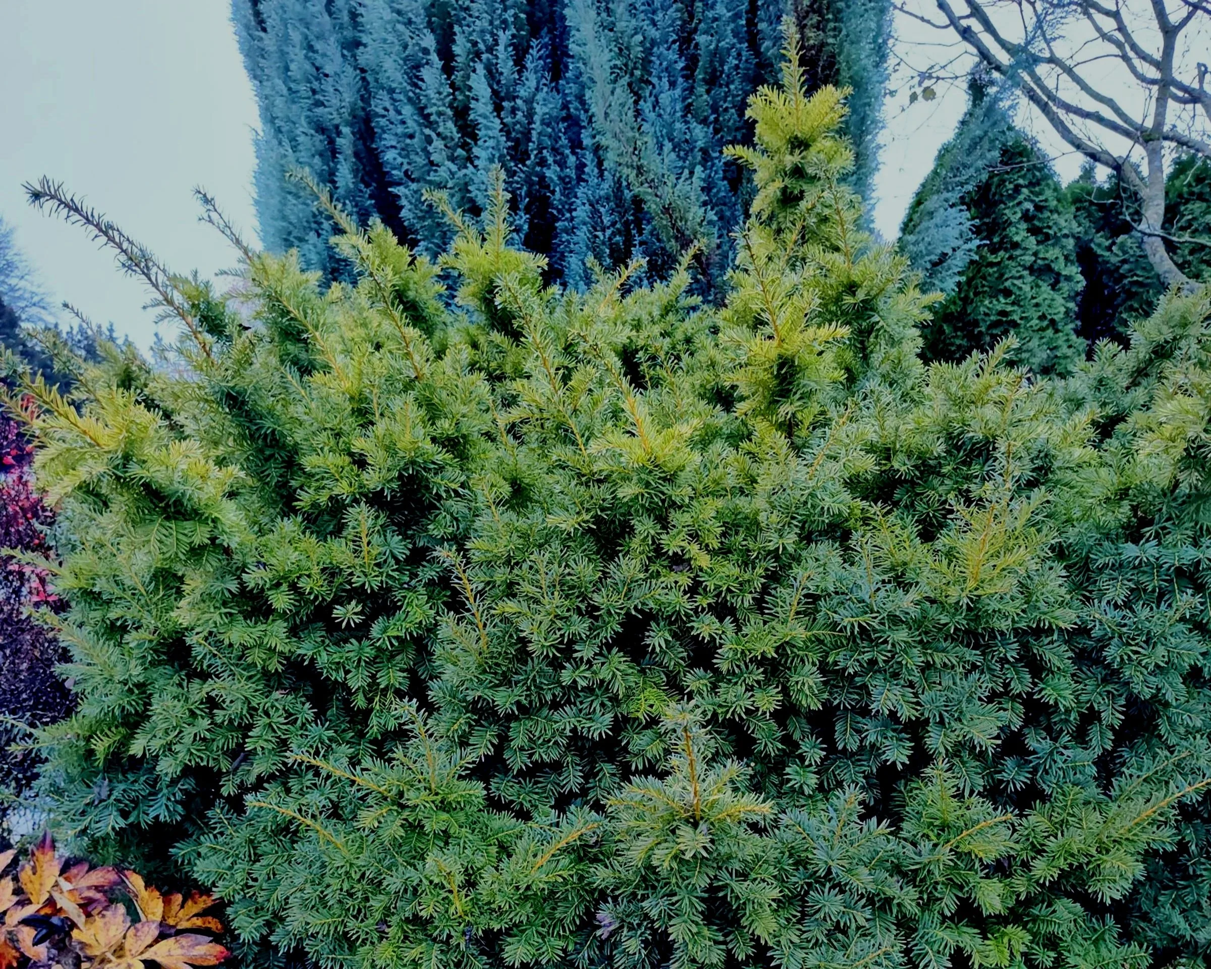 Part 3 of the Conifer Trilogy – Stunning Yellows and Bright Whites