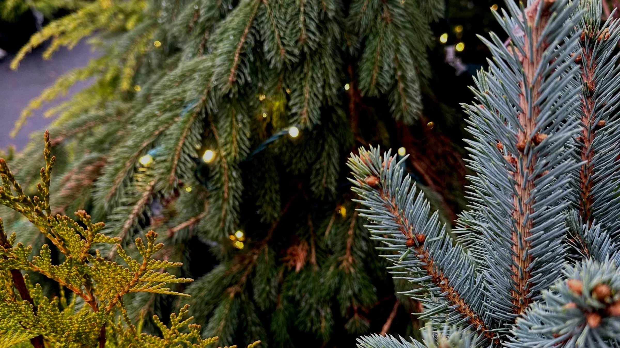 Celebrating the Twelve Days of Gardening 