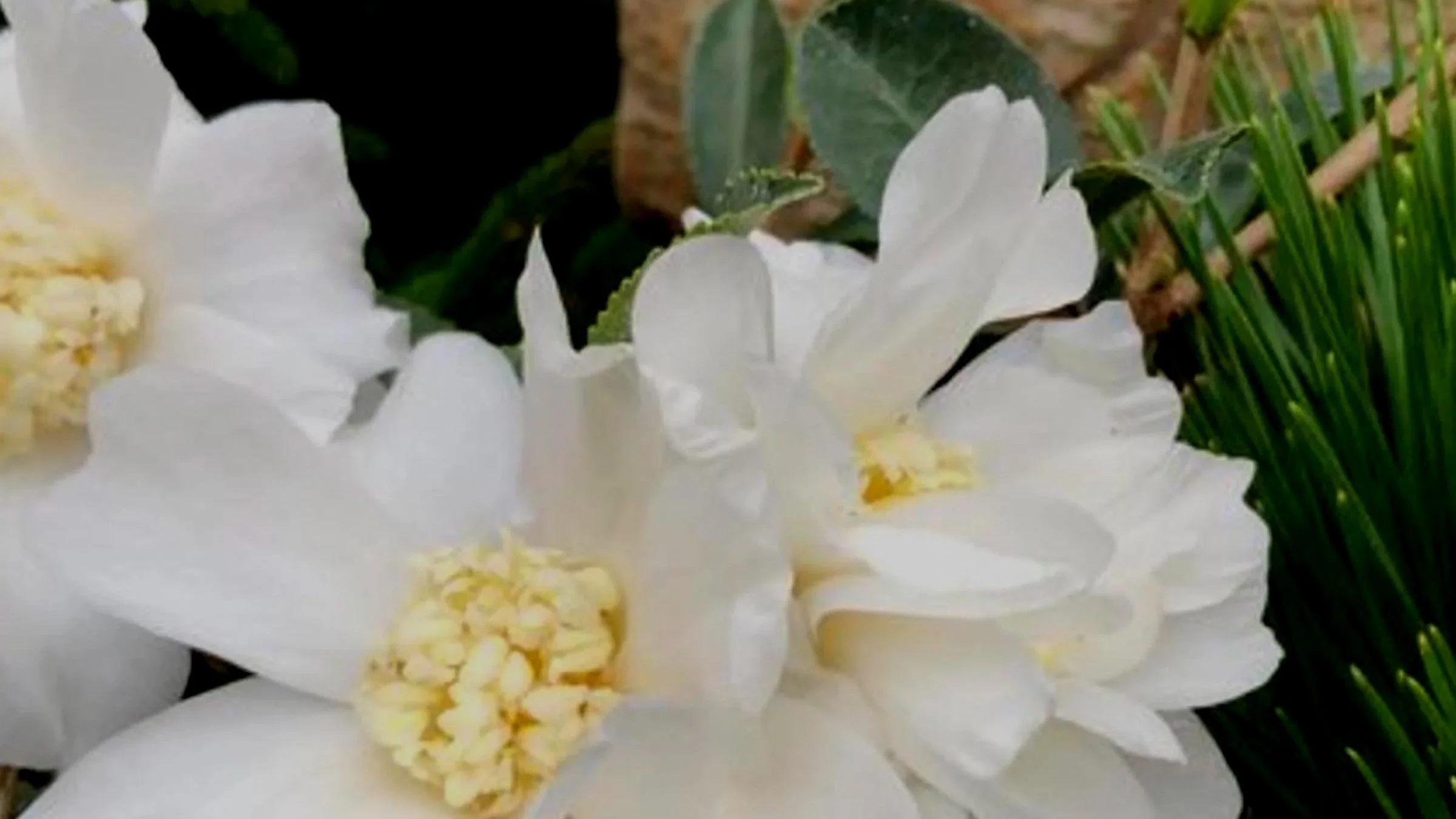 My Gardening Resolutions