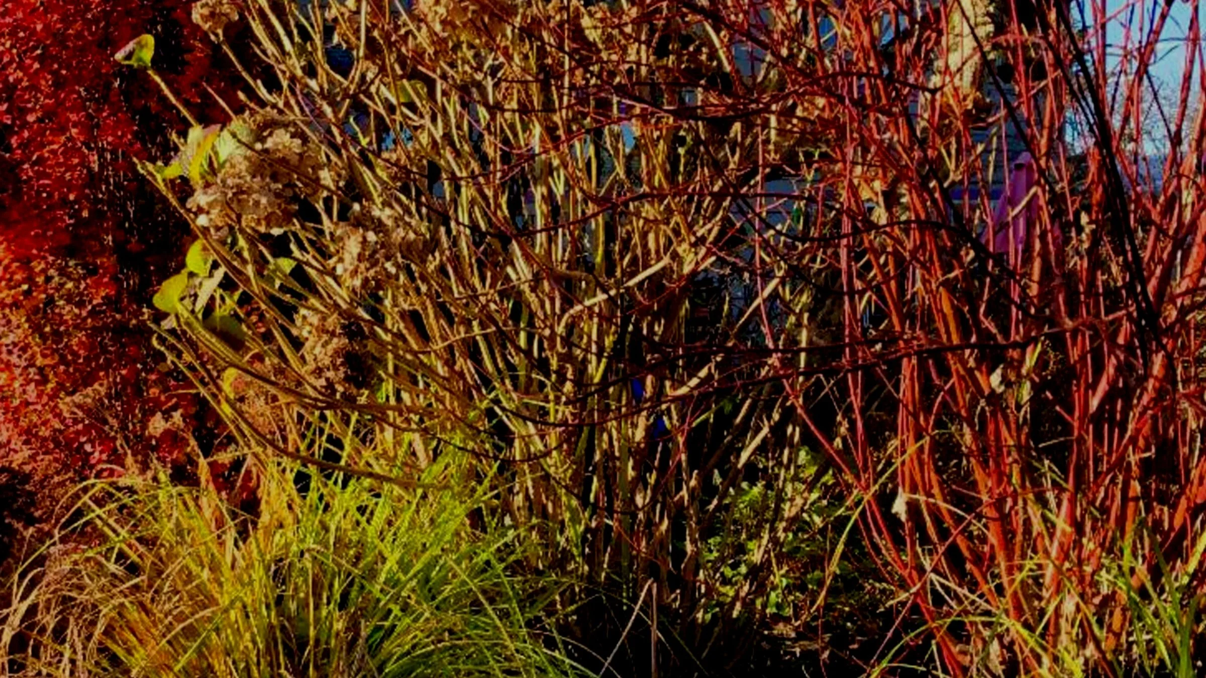 The Season Of The Sticks