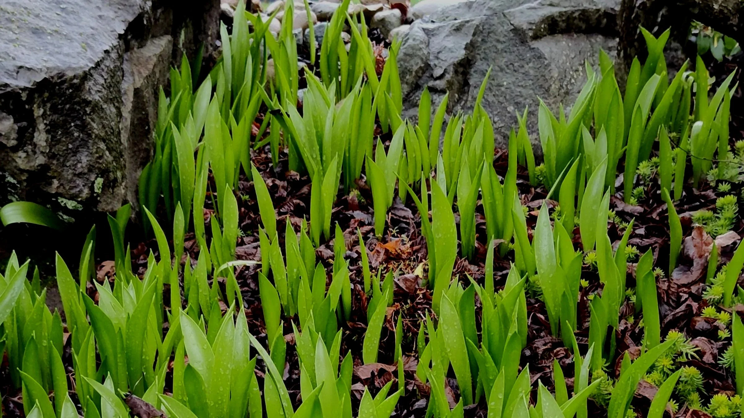 The Dilemma of Dormancy