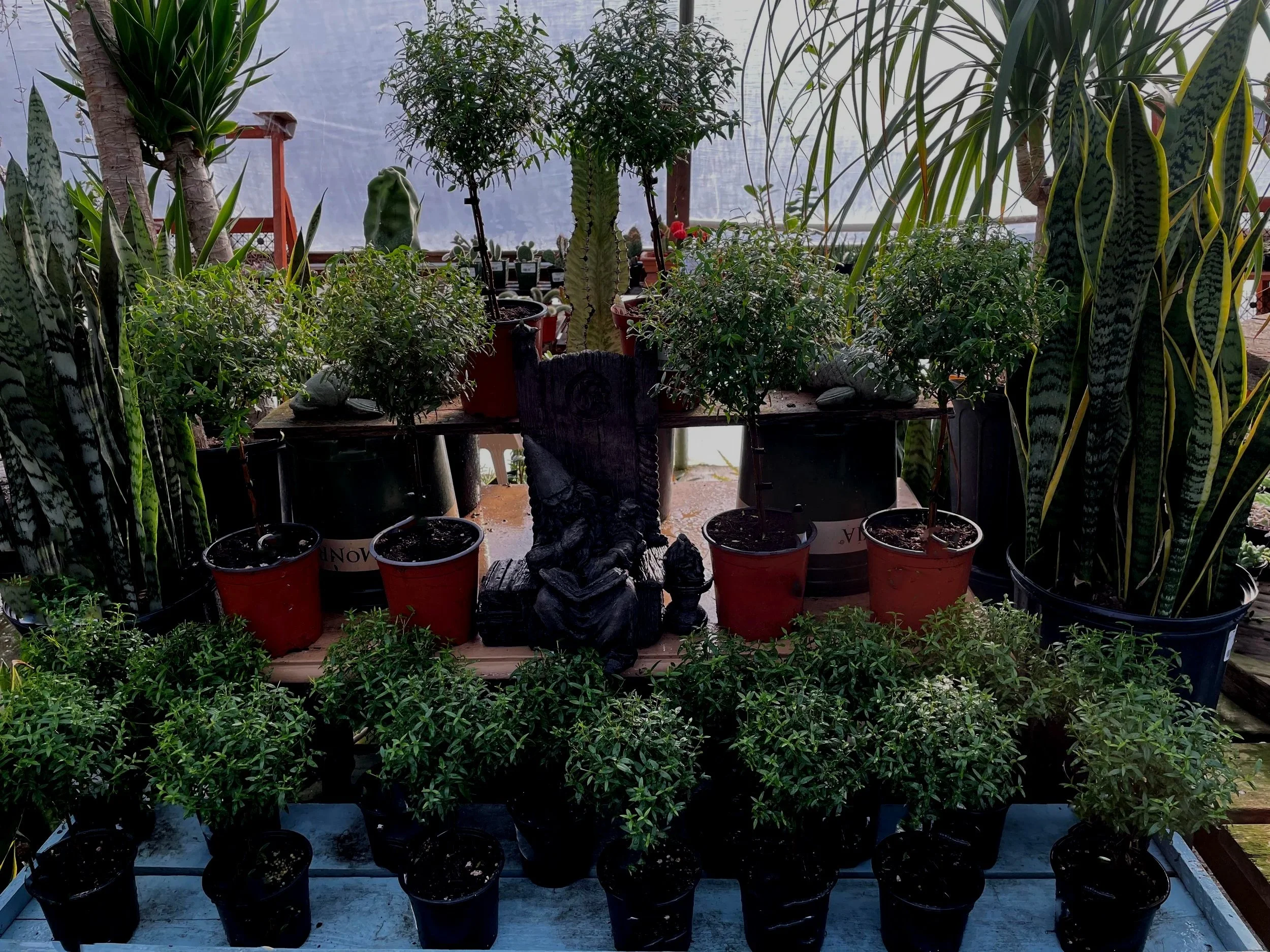 November - Myrtle topiaries