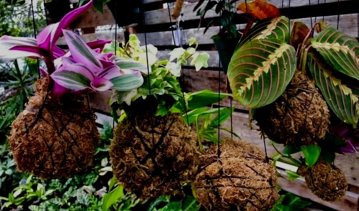 February - Kokedamas