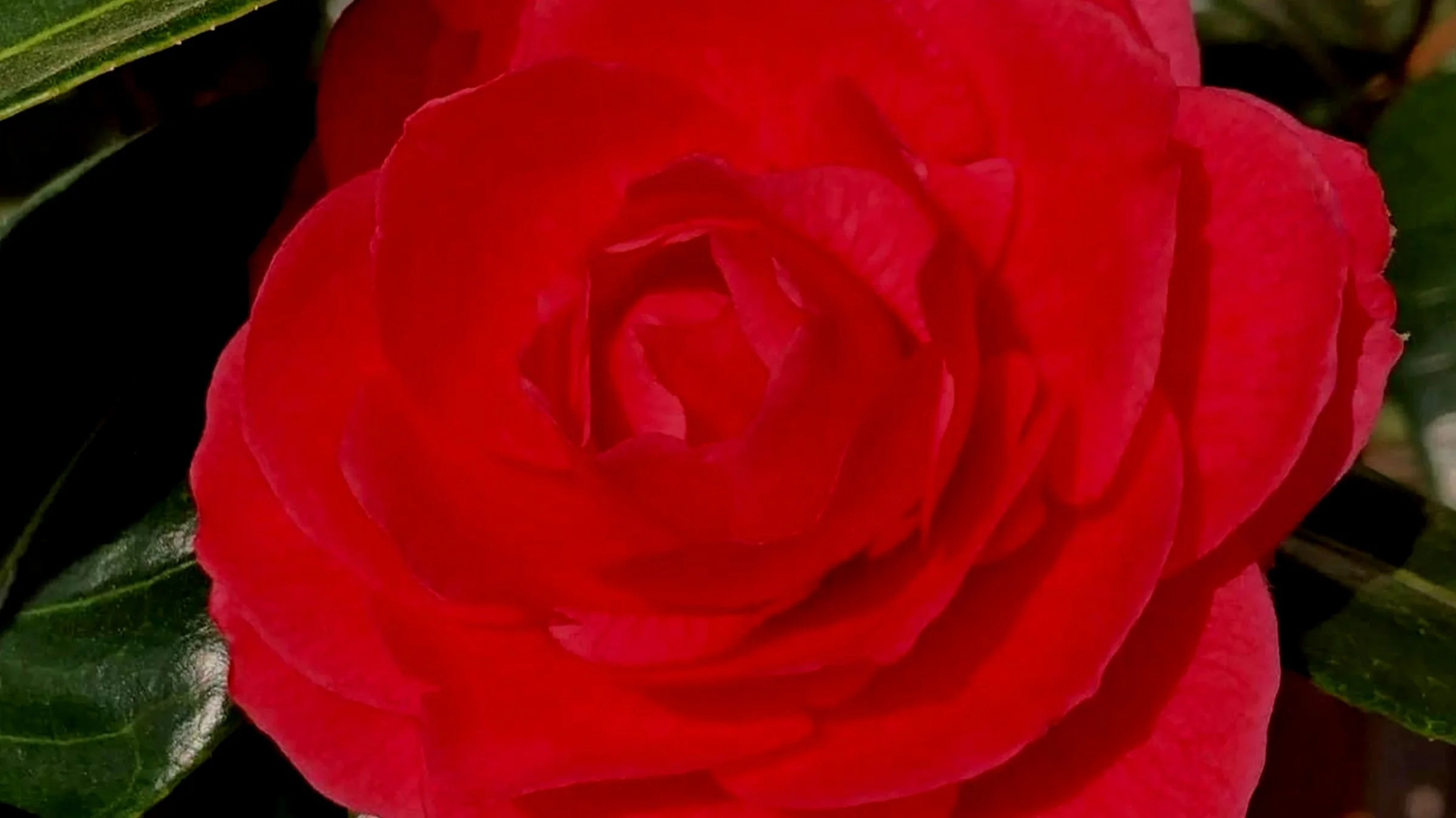 Valentine’s Day Goodies For Everyone