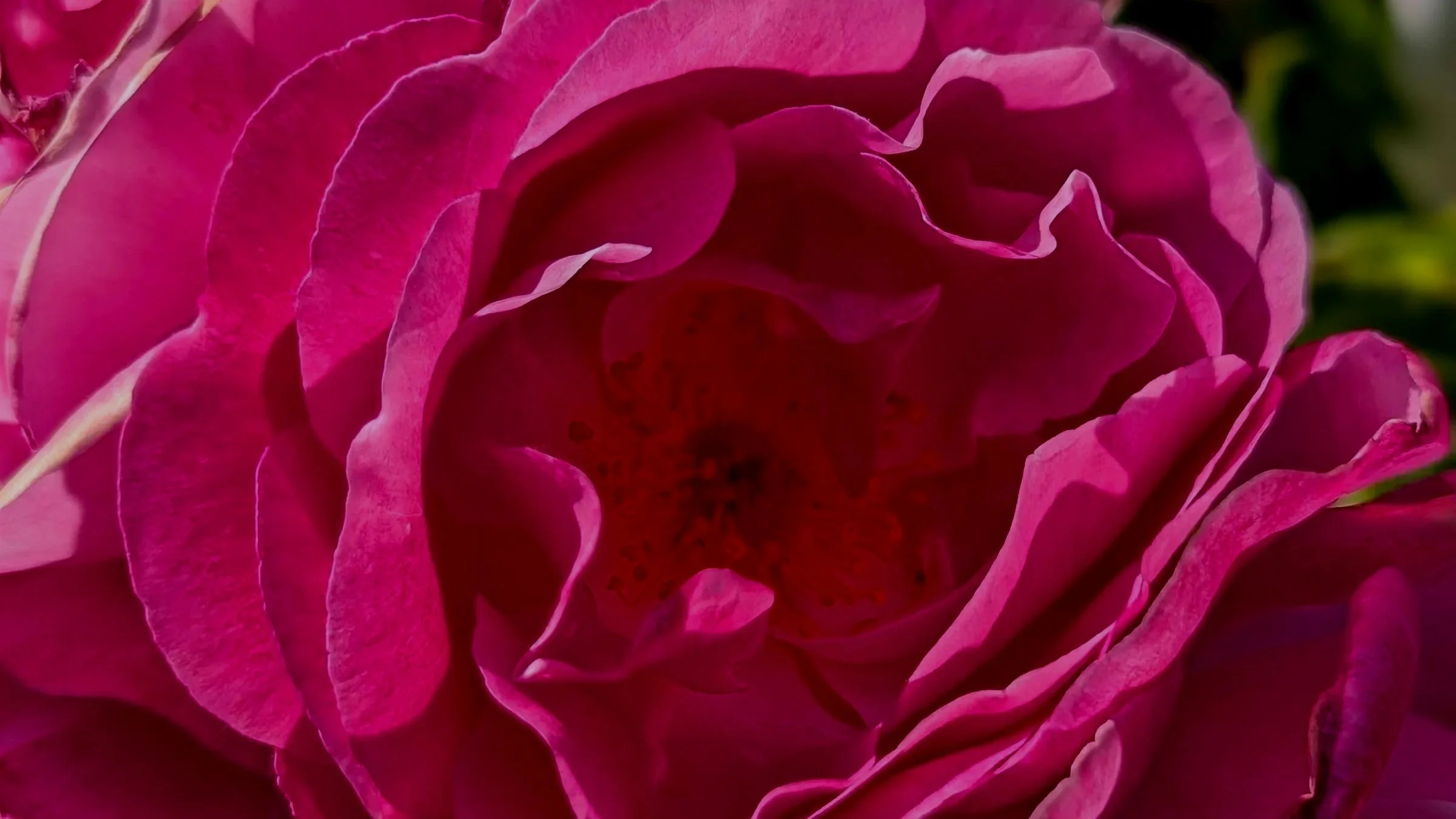 For The Love Of Roses