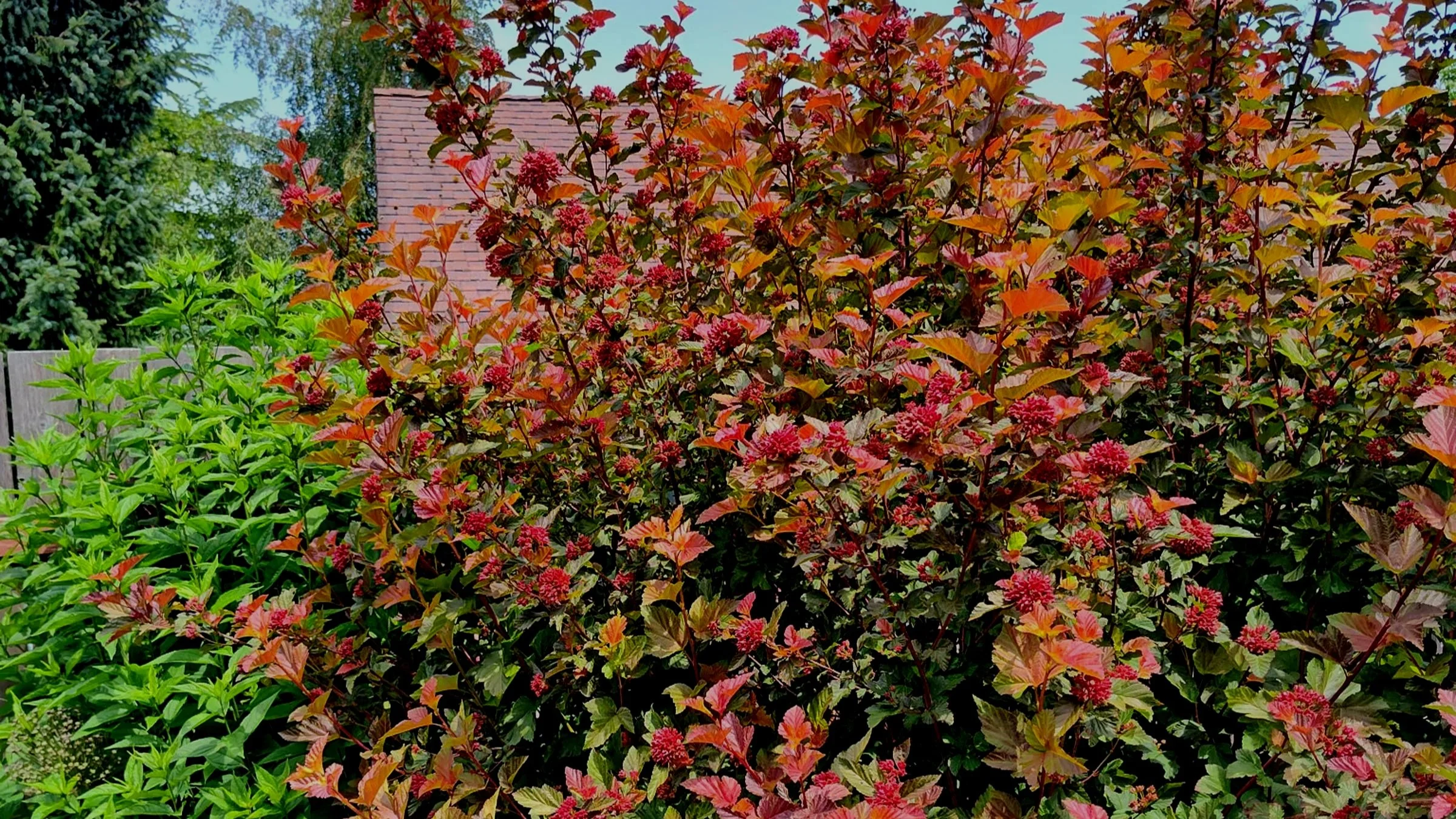 Modern Ninebarks for Flower and Foliage