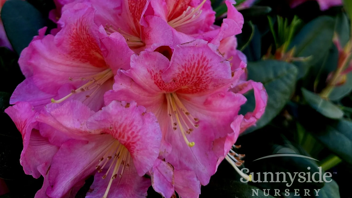 Growing Rhododendrons  Sunnyside Nursery