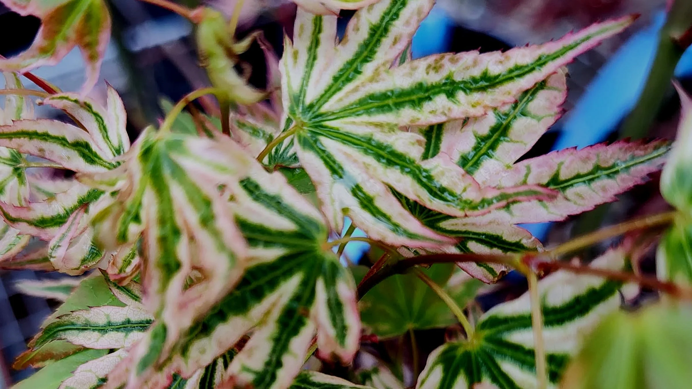 Japanese Maples with Reticulated Foliage