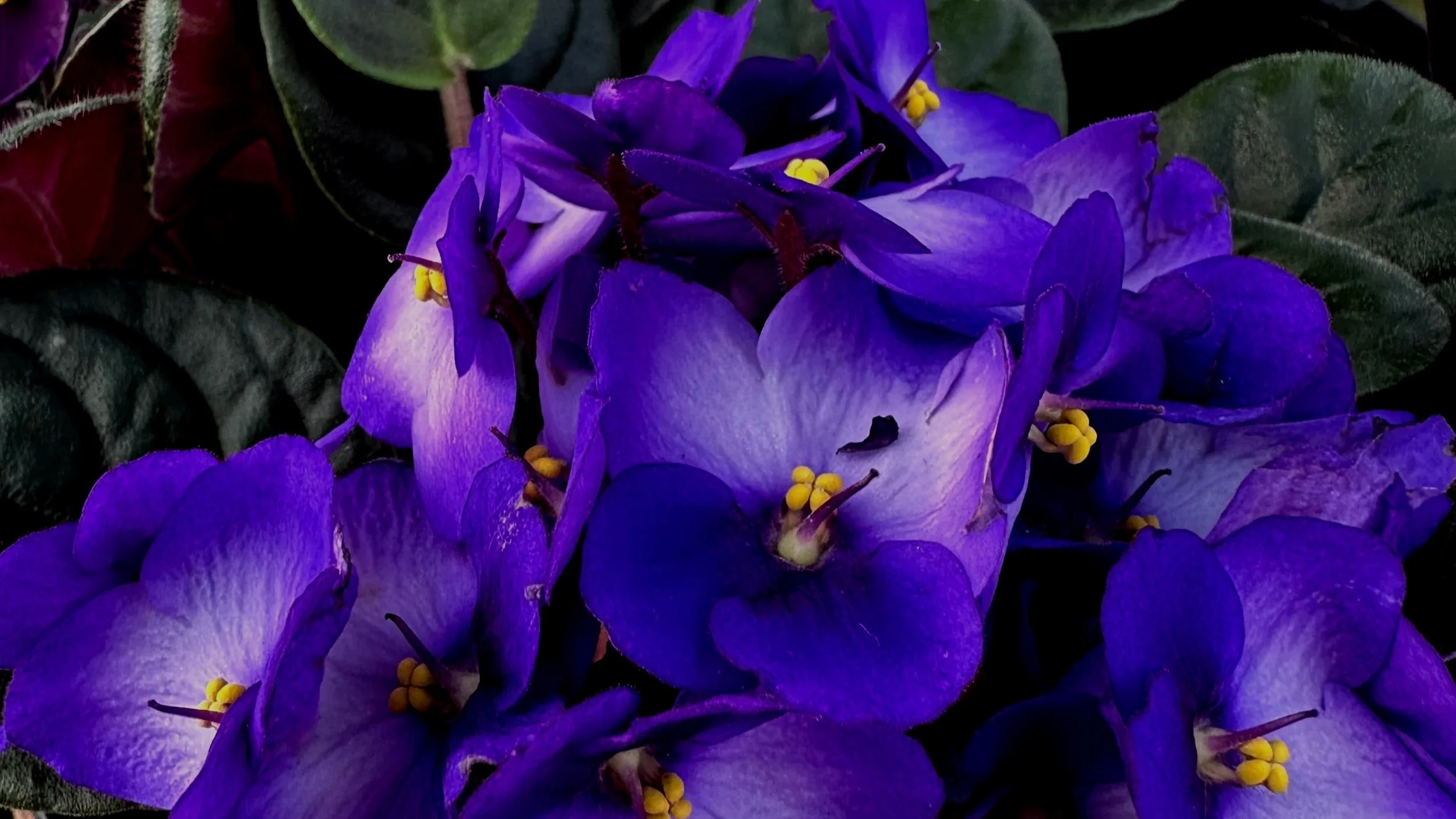 May - African Violets