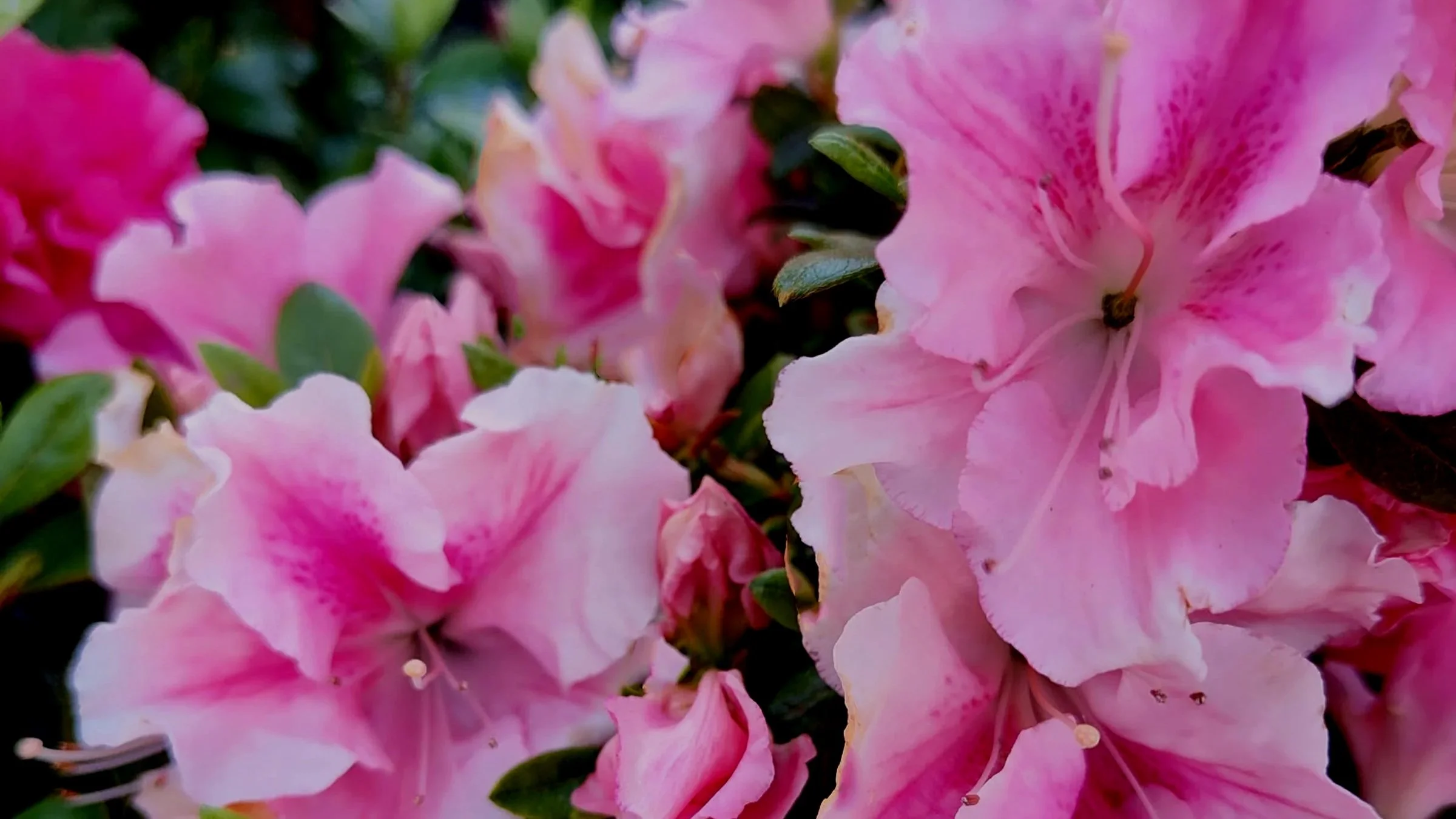 Double Blooming Azaleas