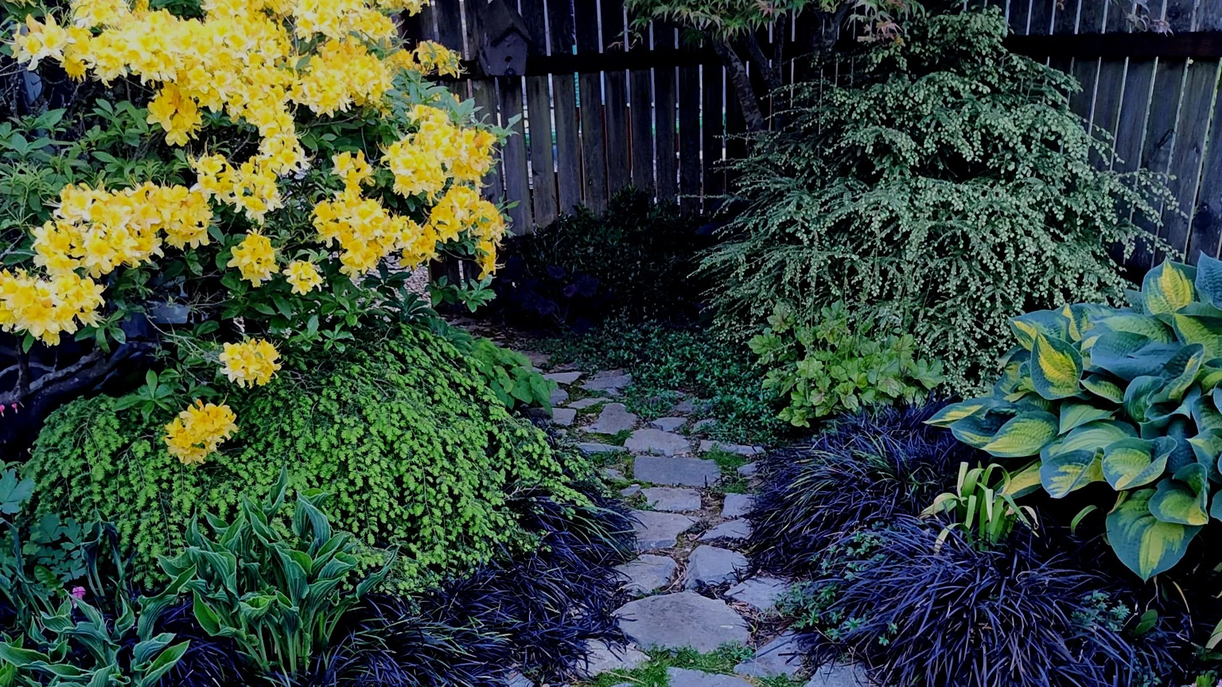 Bold Foliage For The Shade