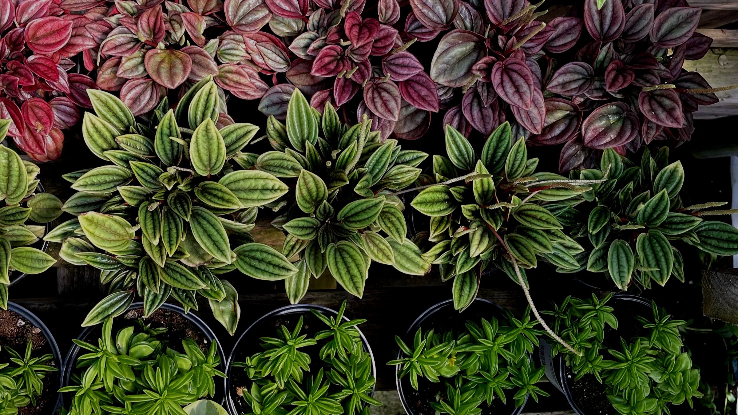 June - Radiator Plants