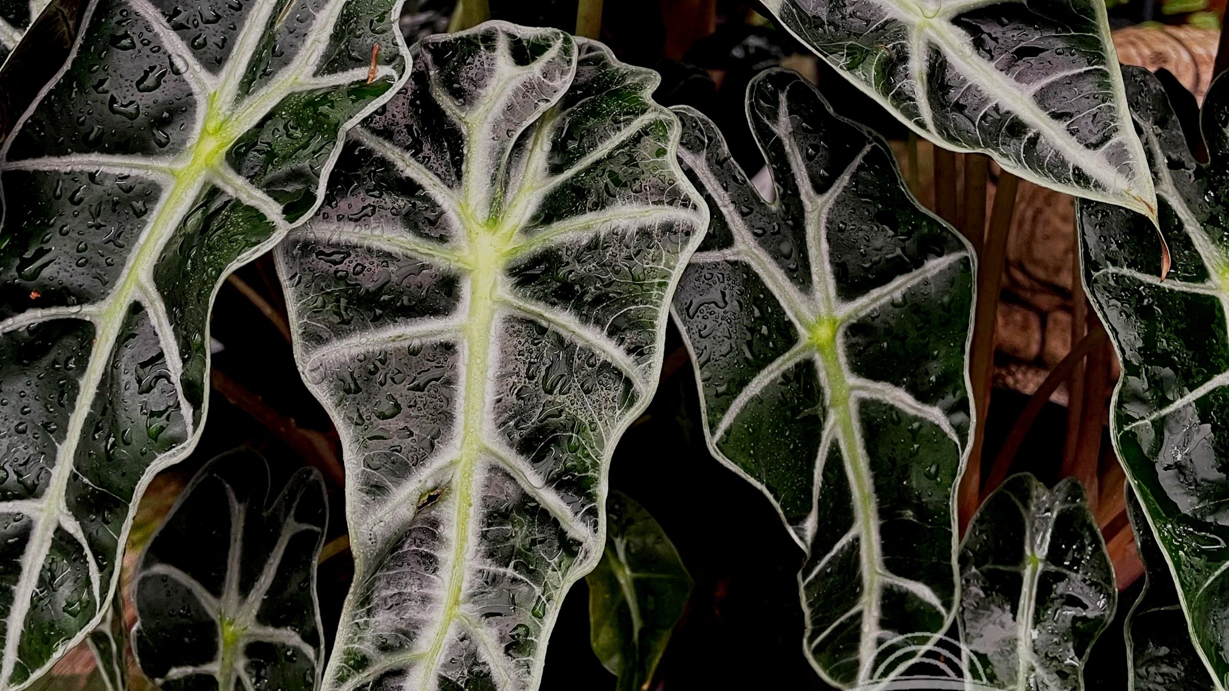 July - Alocasias