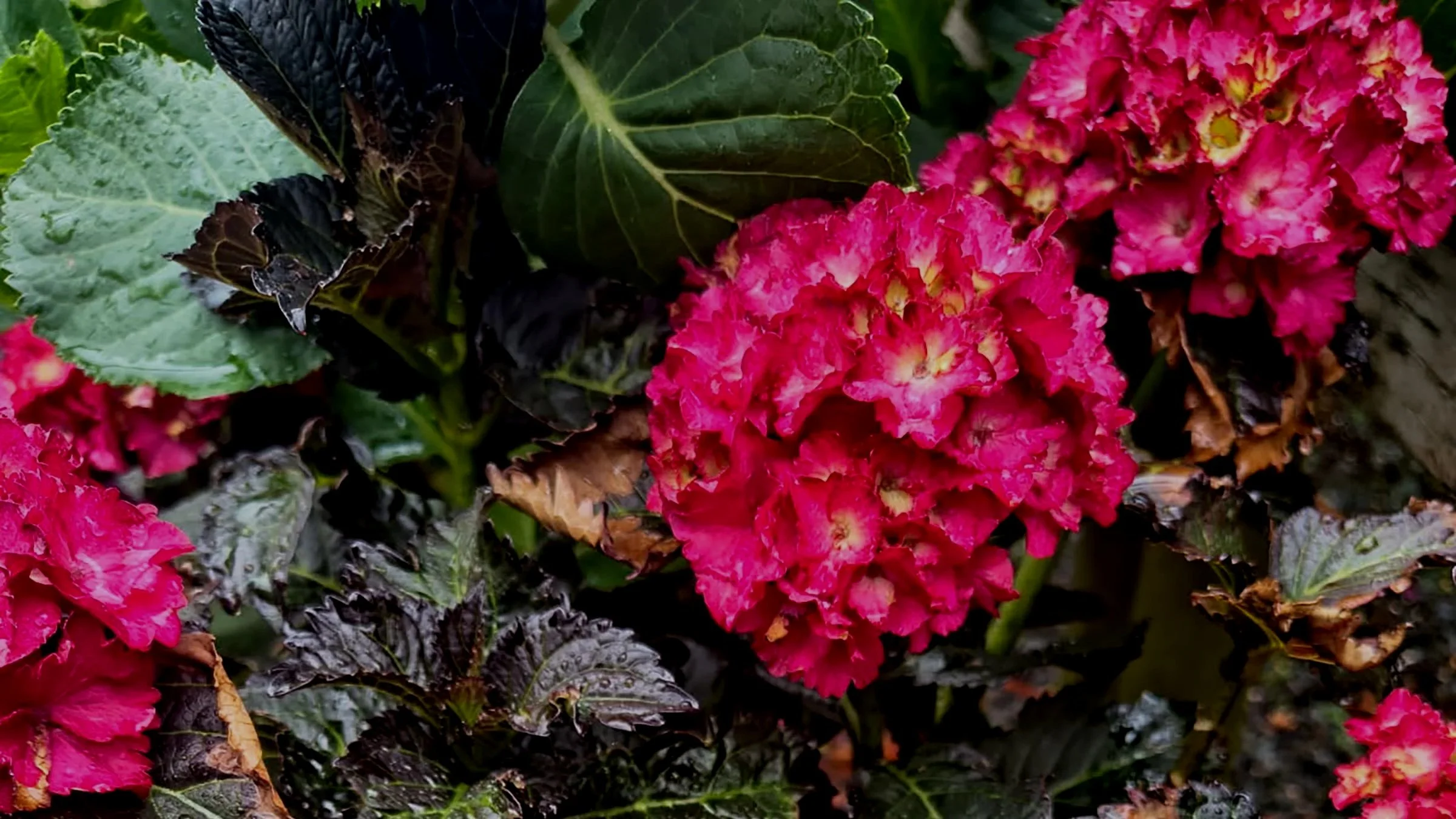 Yet Another Hydrangea-licious Summer!