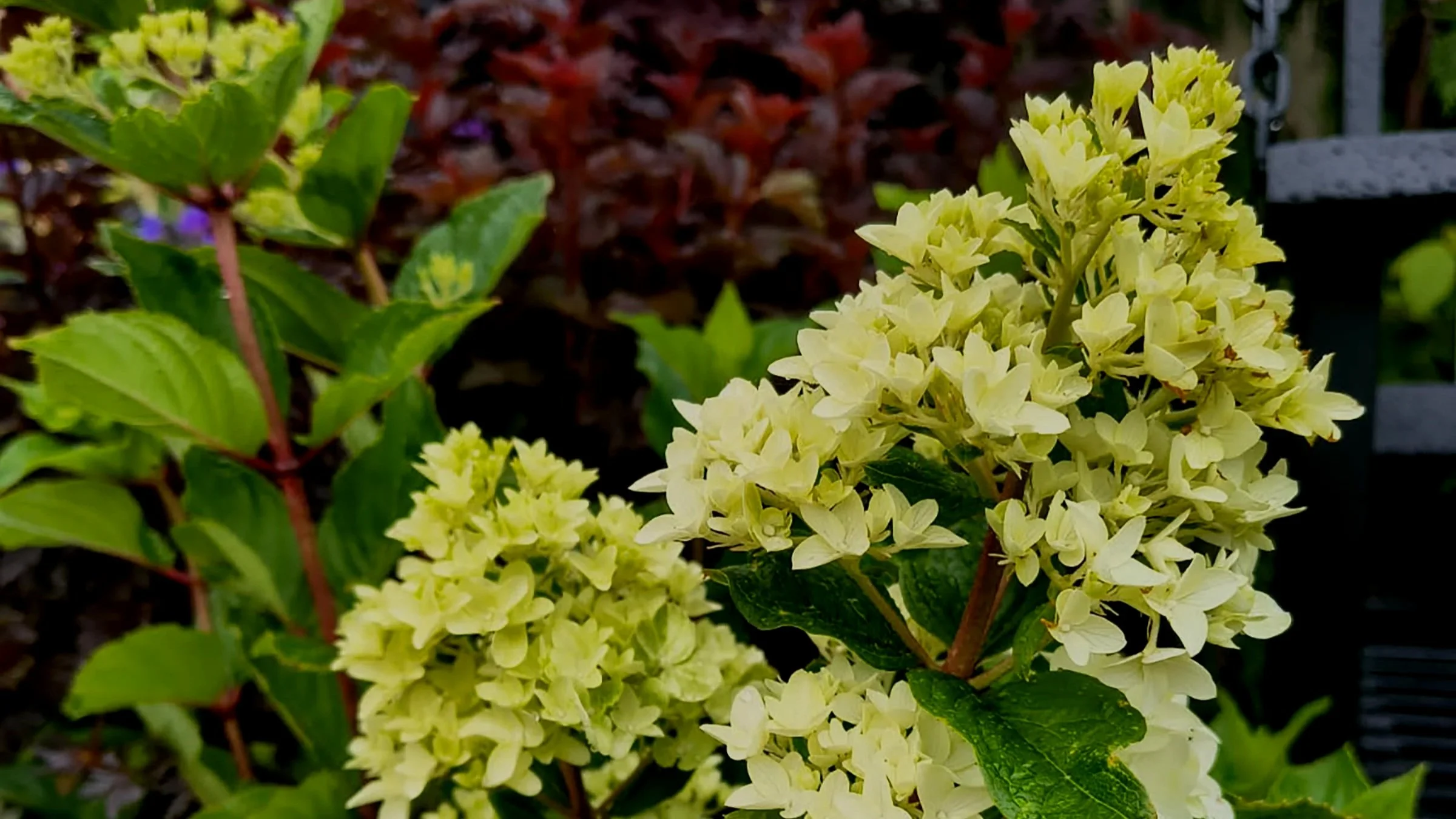 Even More Hydrangeas for Summer