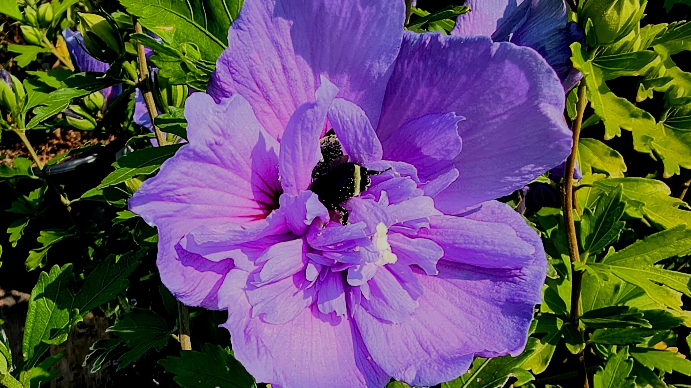 Must Have Hibiscus