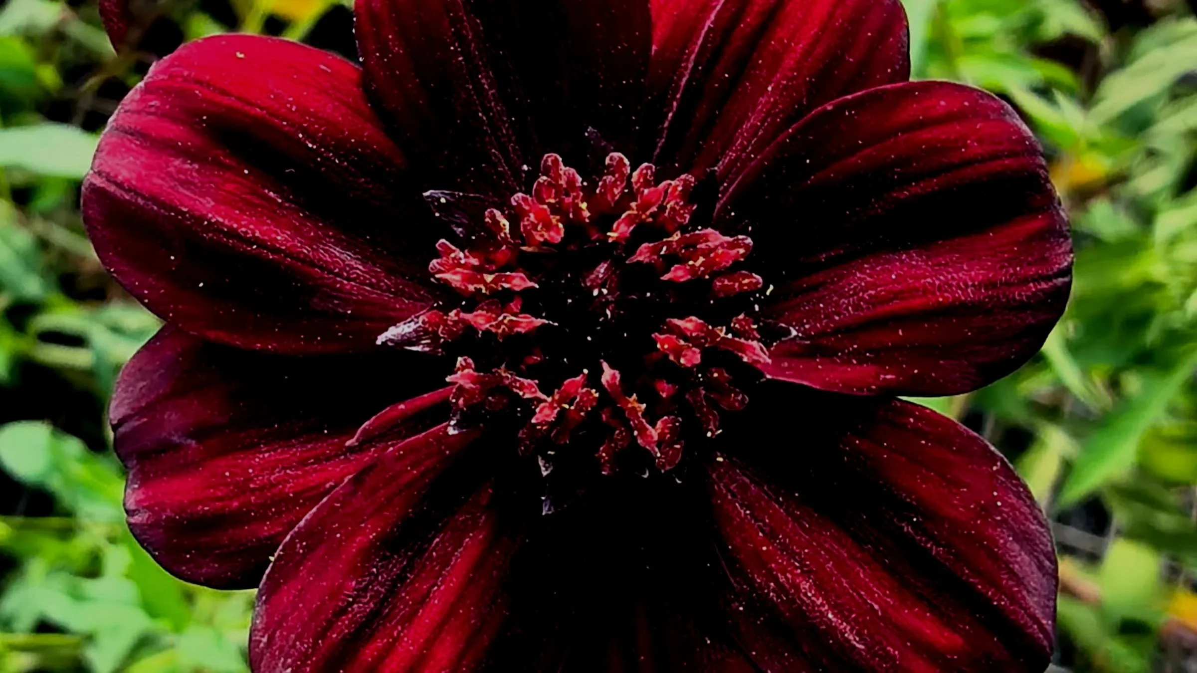 A Garden of Fragrance