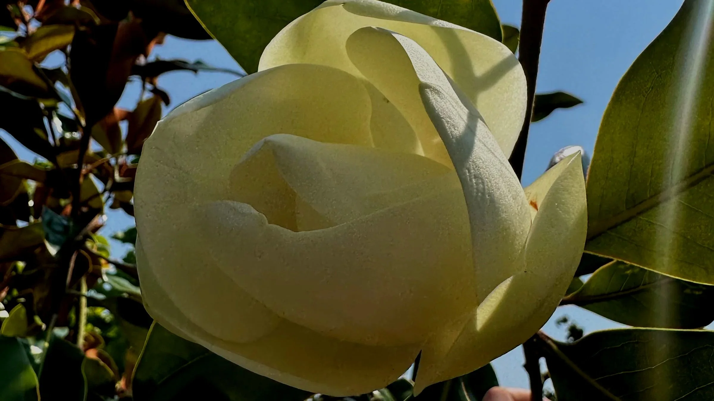 A Garden With Even More Fragrance